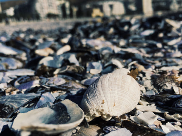 The Lonely Shell by Morné van Heerden / 500px