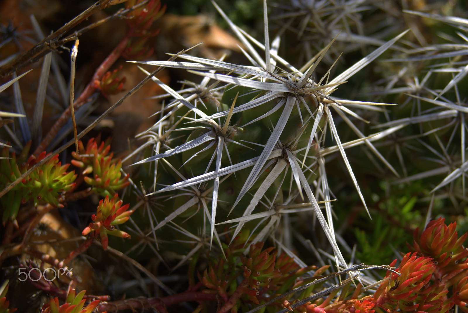 Sigma 28-90mm F3.5-5.6 Macro sample photo. Opuntia clavata cactus photography