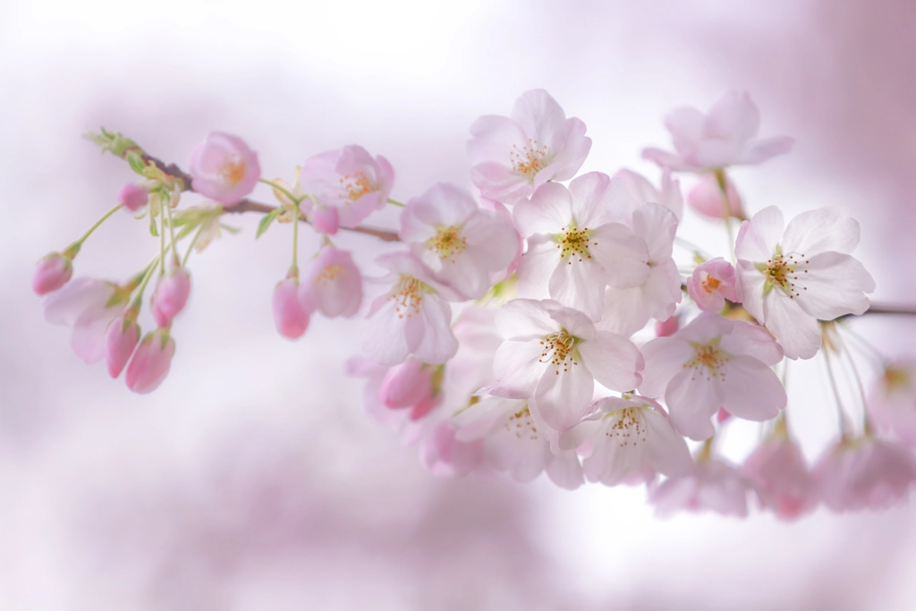 Translucent Blossoms by Kimber Leigh on 500px.com