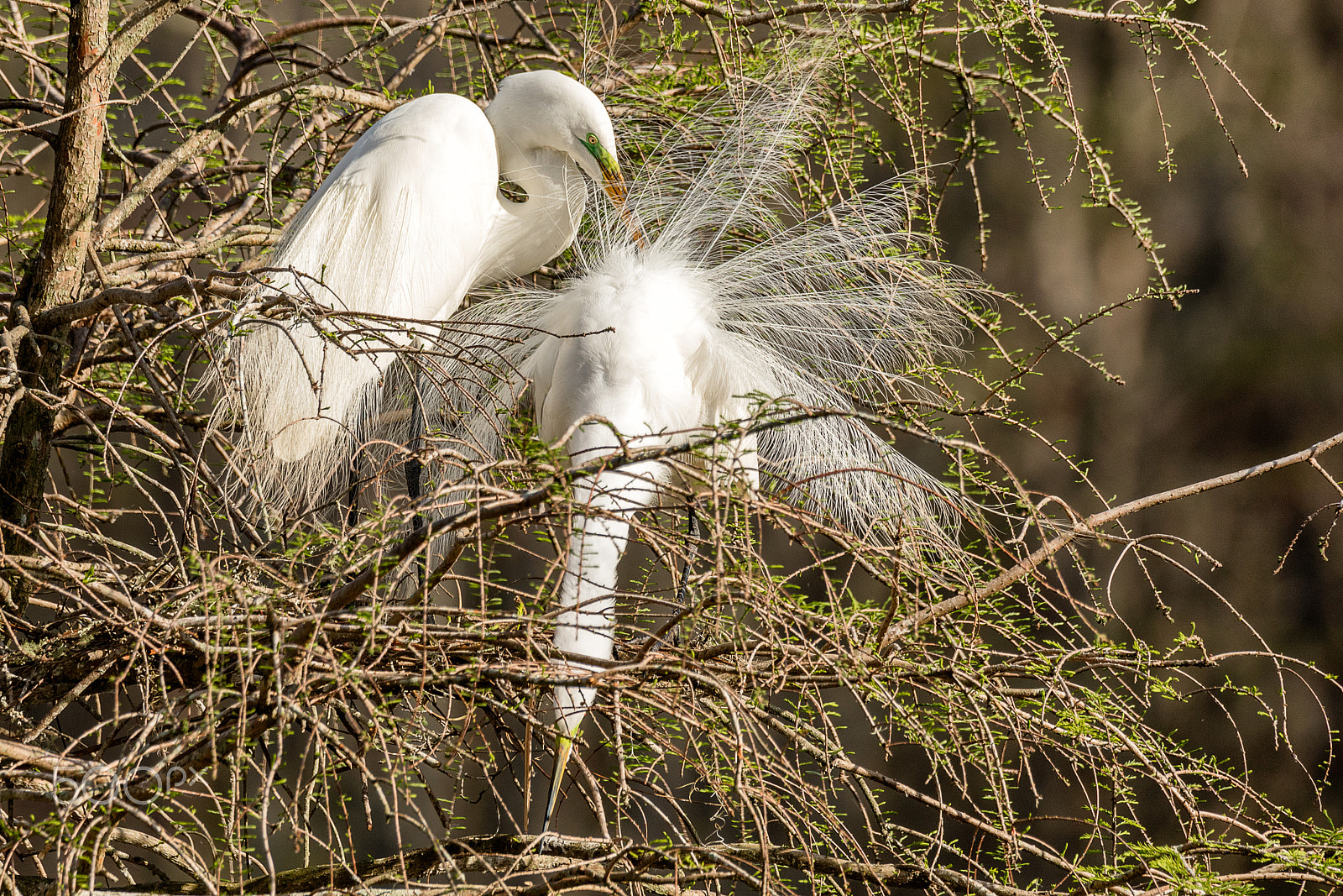 Canon EOS 5DS + Sigma 150-600mm F5-6.3 DG OS HSM | C sample photo. Great white egret mating plumage photography