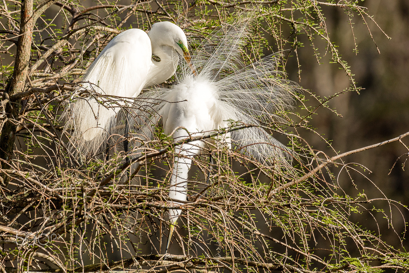 Sigma 150-600mm F5-6.3 DG OS HSM | C sample photo. Great white egret mating plumage photography