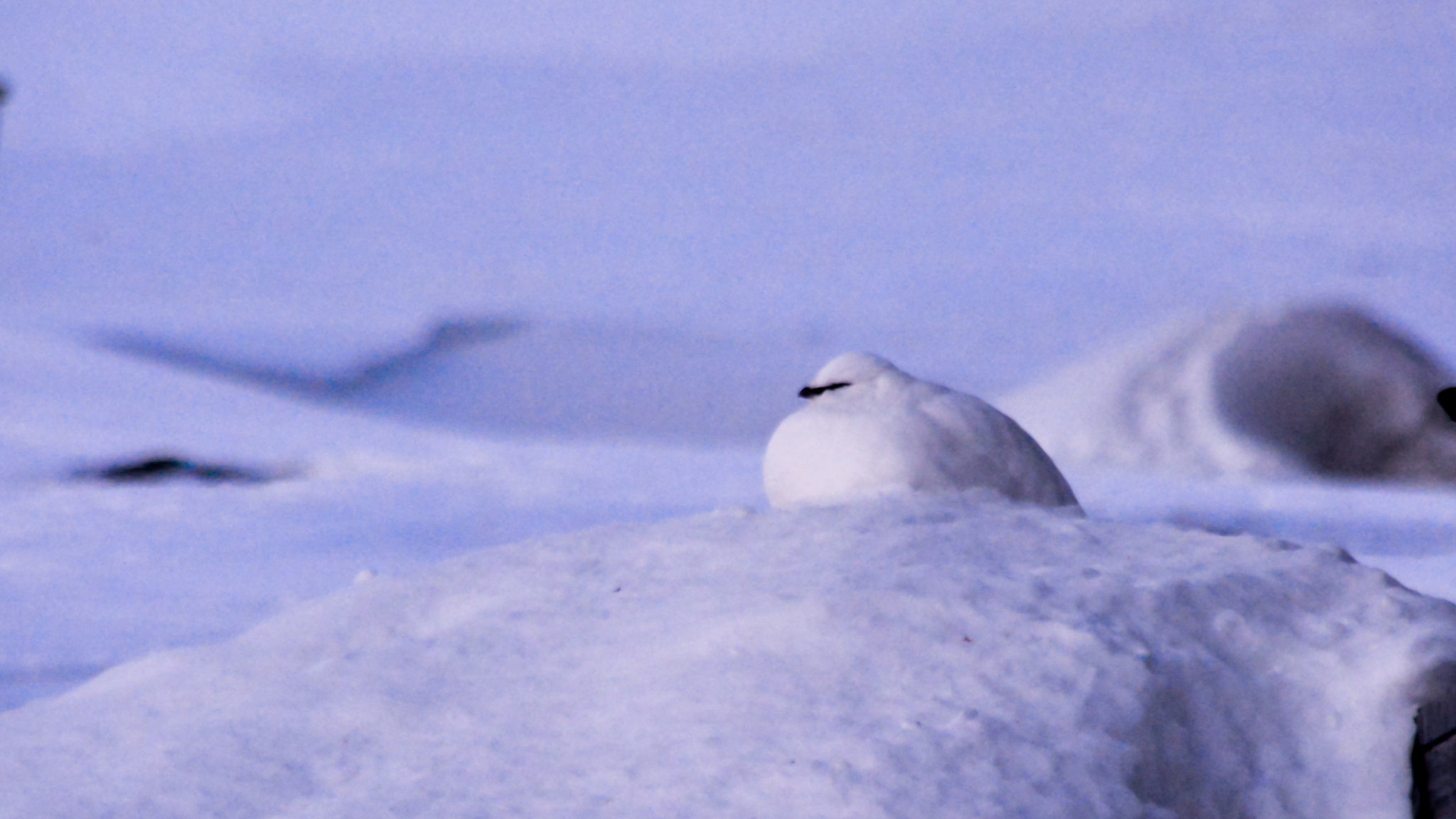 Nikon D5200 + Sigma 18-200mm F3.5-6.3 DC sample photo. Arctic ptarmigan photography