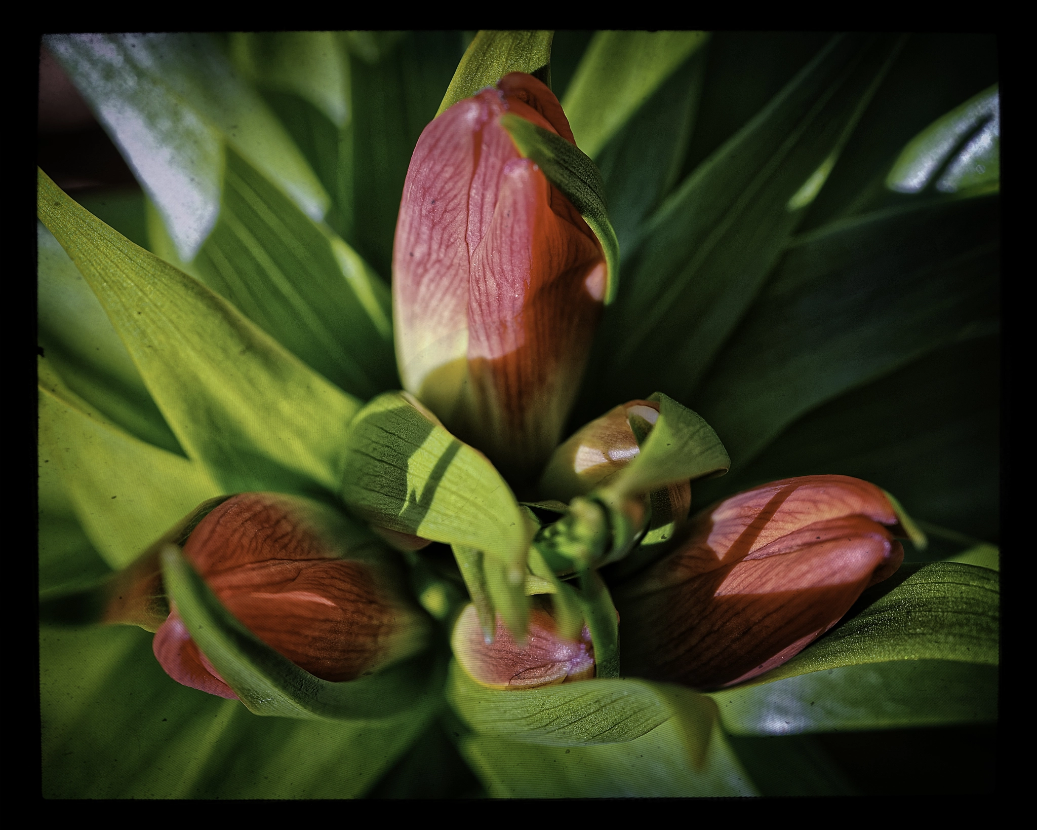 Sony a7 + Canon EF 100mm F2.8L Macro IS USM sample photo. Budding red tulips.  photography