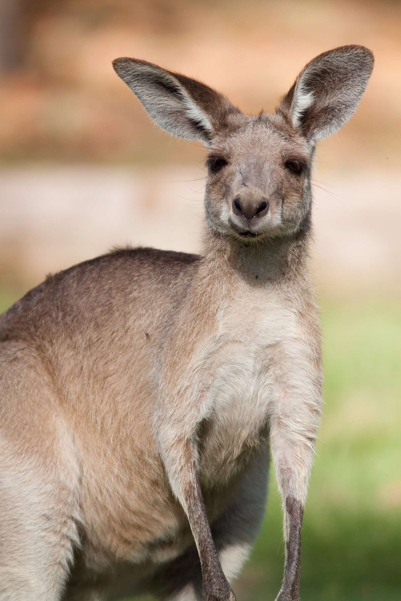 Canon EOS 500D (EOS Rebel T1i / EOS Kiss X3) + Canon EF 300mm F4L IS USM sample photo. Kangaroo photography