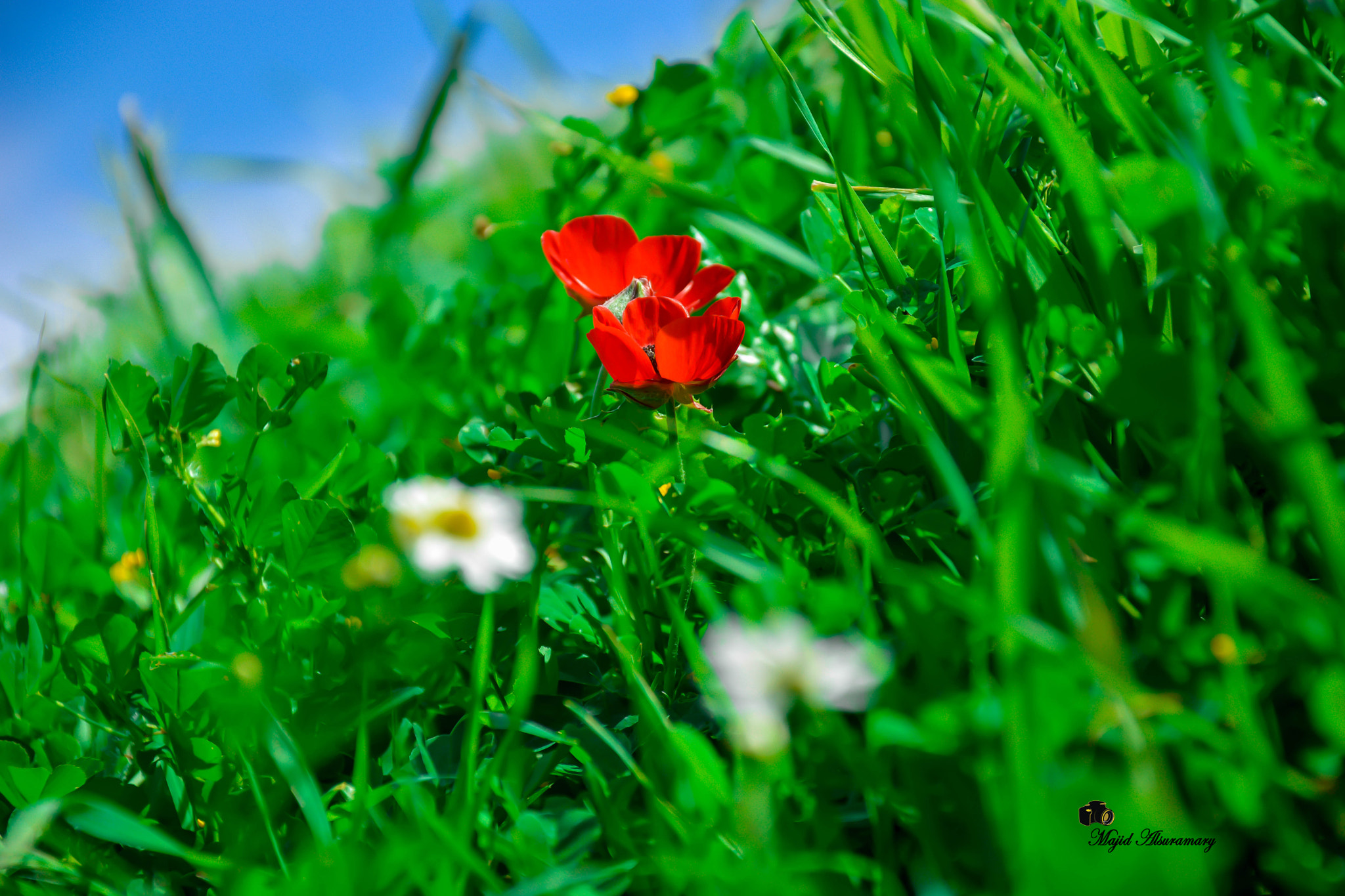 Anemone coronaria