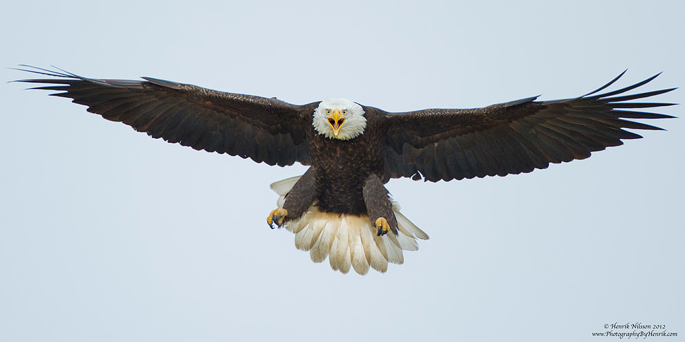 Screaming Eagle by Henrik Nilsson / 500px