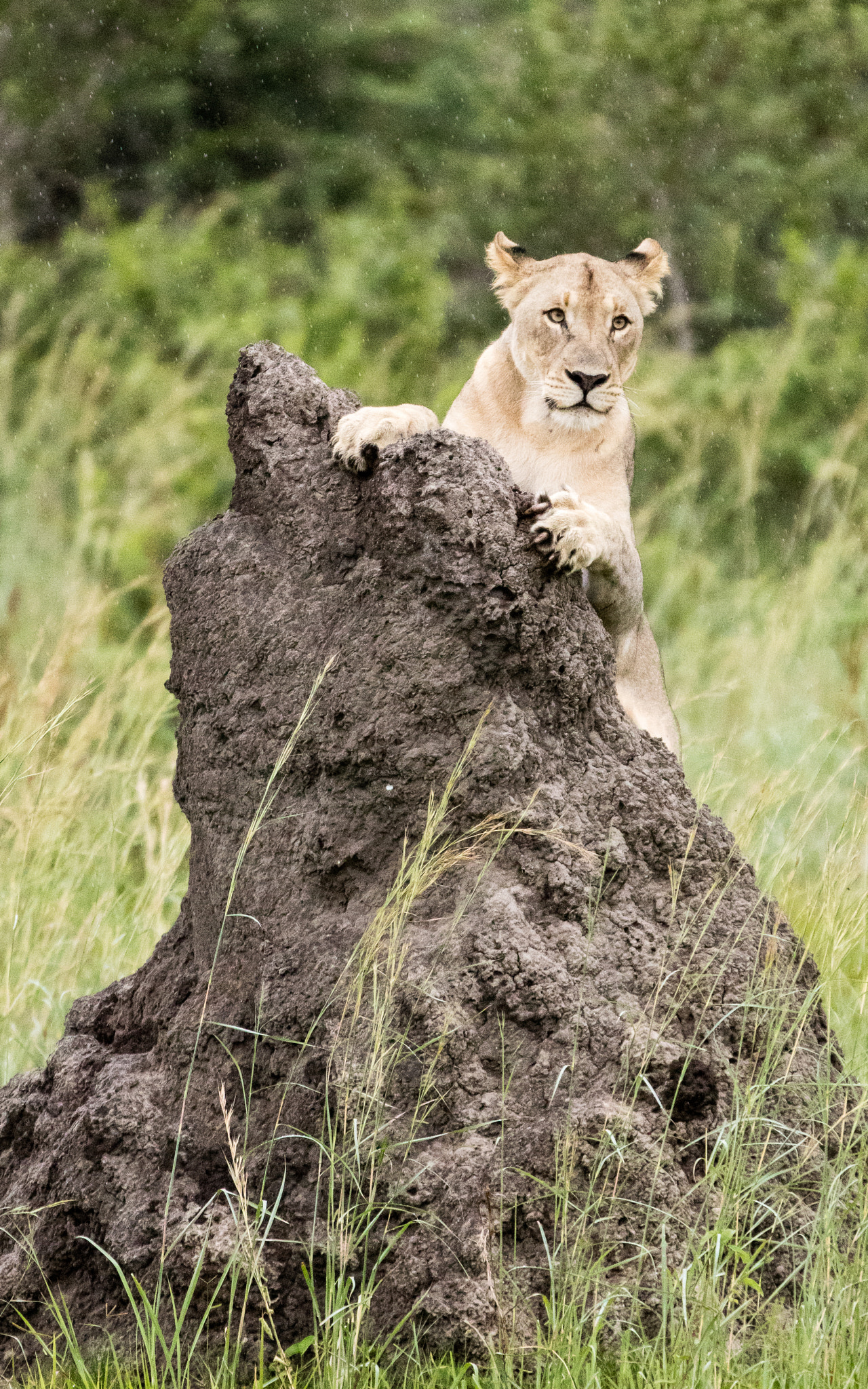 Young lion on the outlook