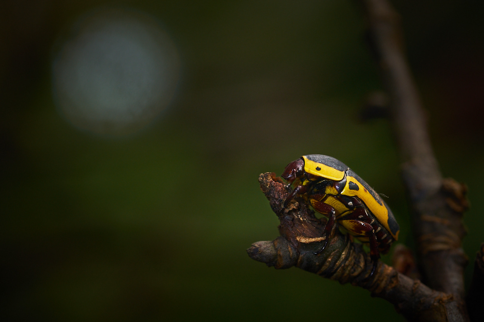 Sony a7 II + 105mm F2.8 sample photo. Kongo bug photography