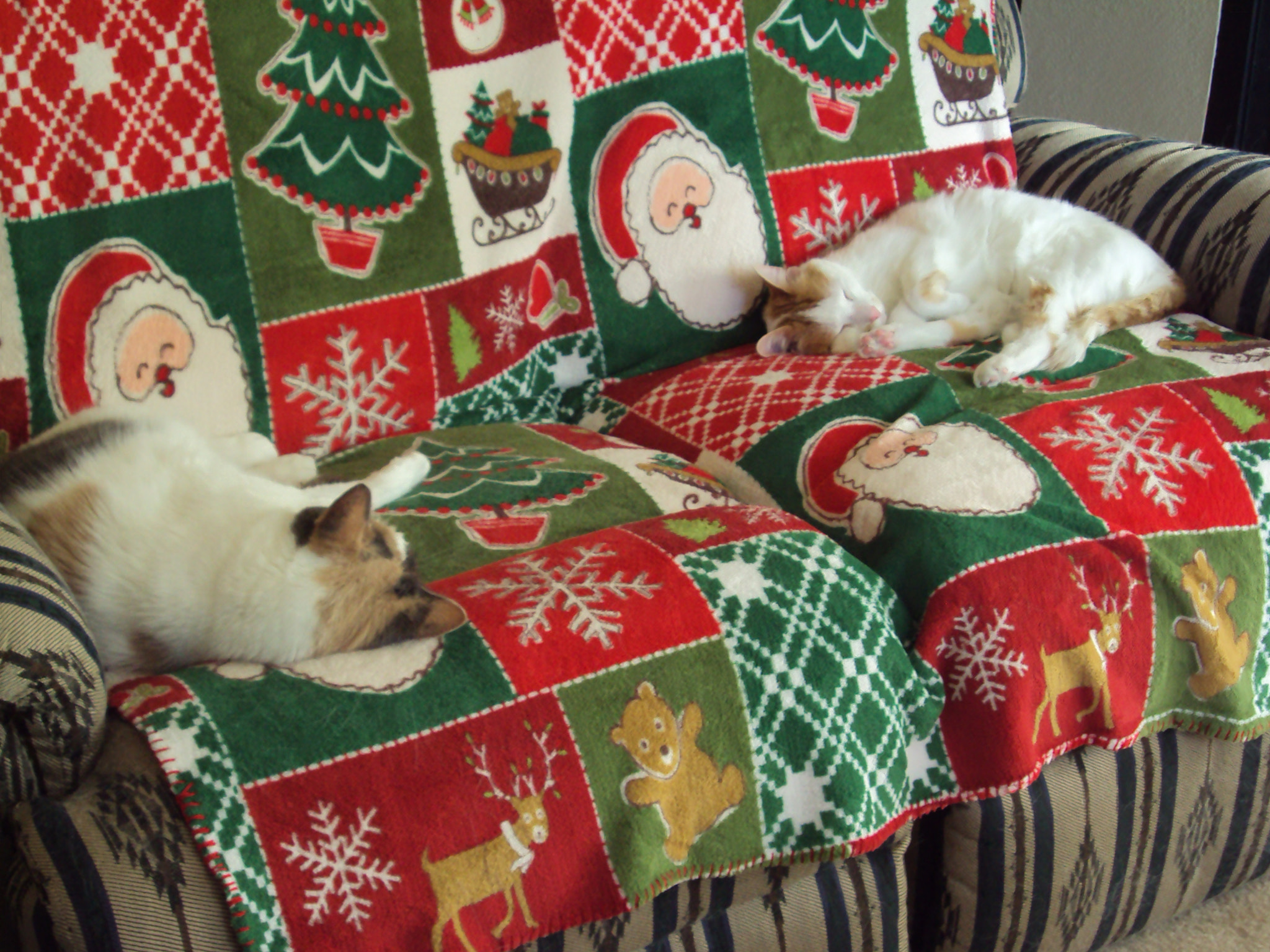 Two Cats Sleeping