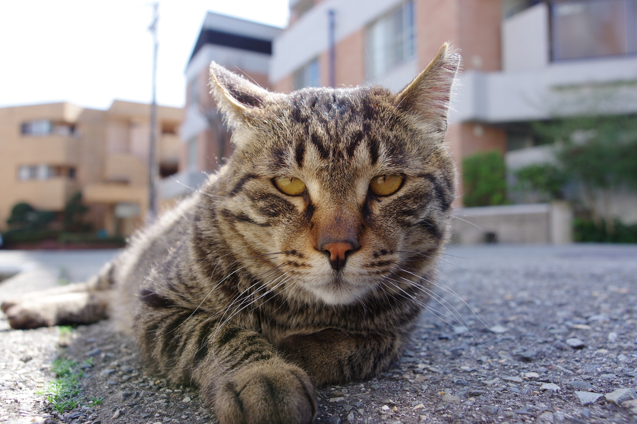 Pentax K-3 II sample photo. I am the same pose, too photography