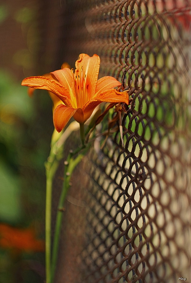 Sony SLT-A65 (SLT-A65V) + Minolta AF 50mm F1.7 sample photo. в обнимку с забором ) photography