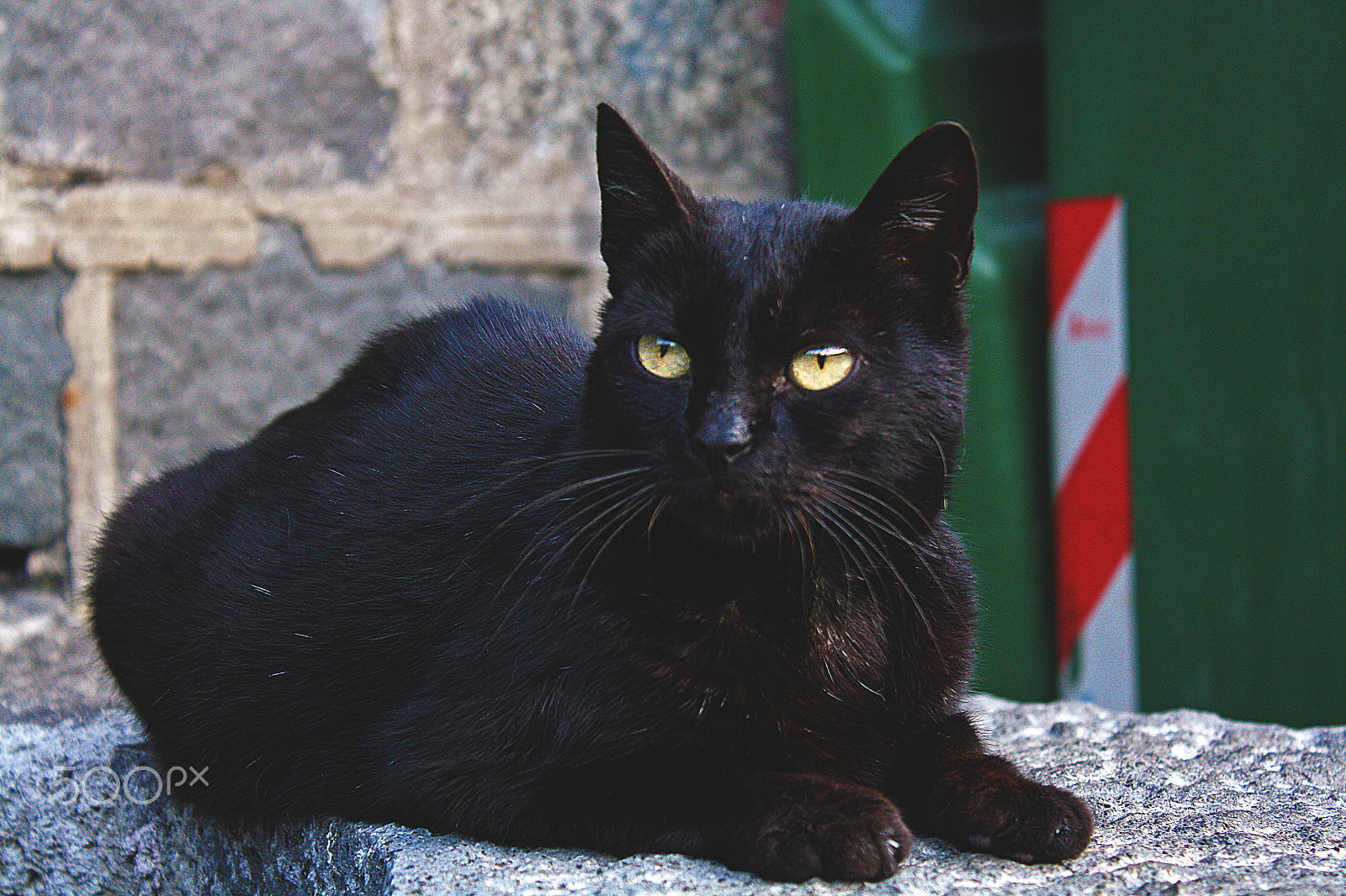 Canon EOS 1000D (EOS Digital Rebel XS / EOS Kiss F) sample photo. Wild and free photography