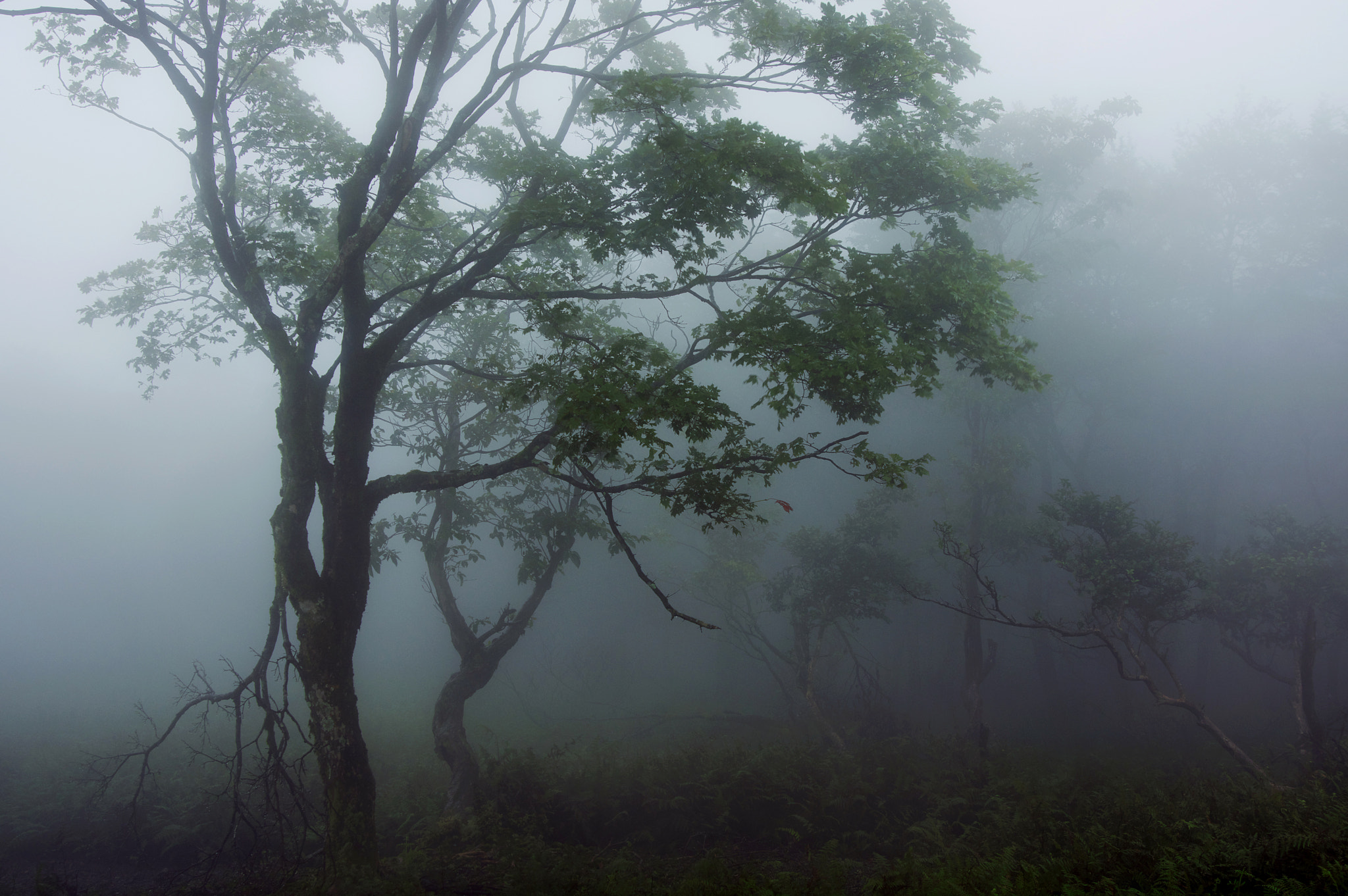 Pentax K-3 sample photo. Mt.oikedake / mie prefecture photography