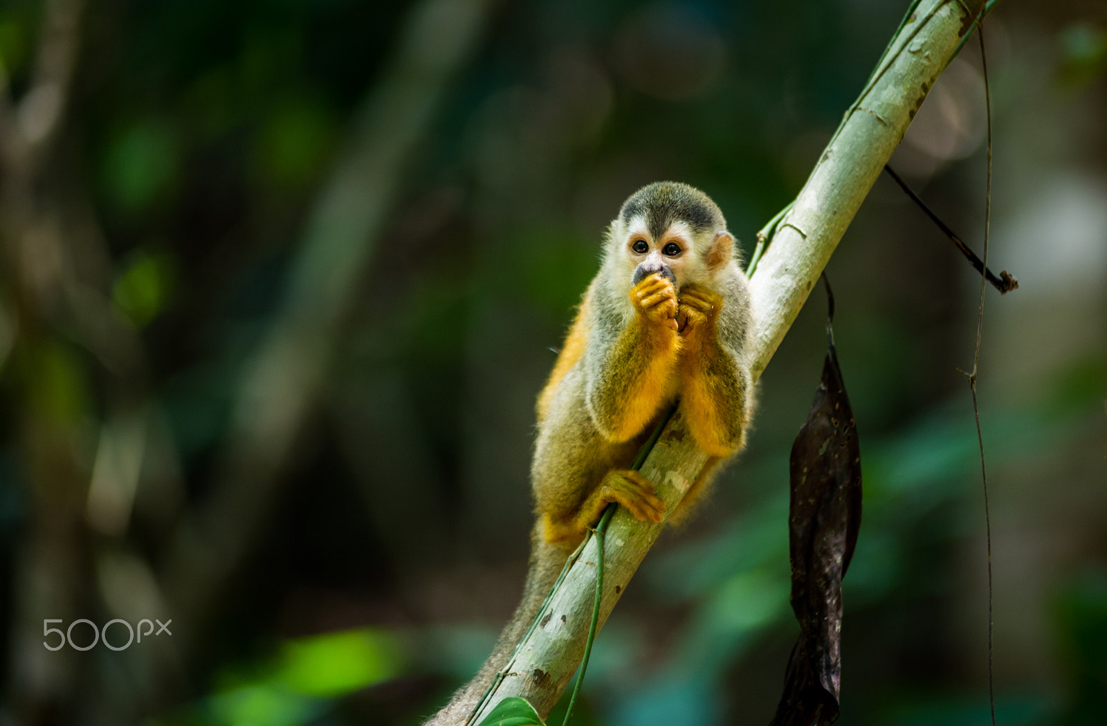 AF Zoom-Nikkor 80-200mm f/2.8 ED sample photo. Sweet monkey photography