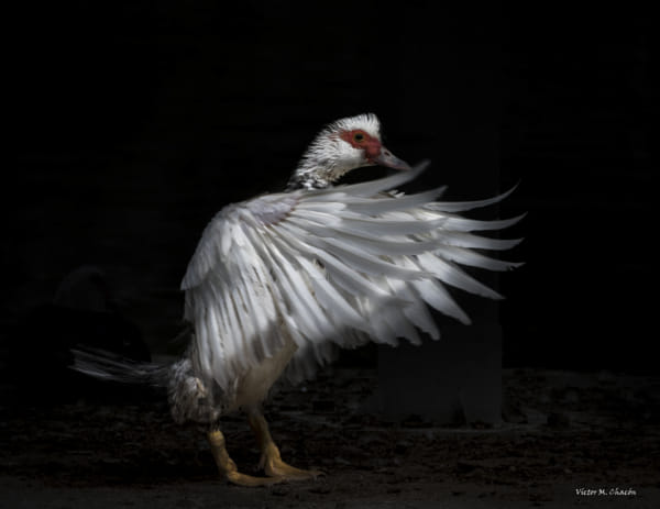 Exhibicionismo ... by Víctor Manuel Chacón Fernández on 500px.com