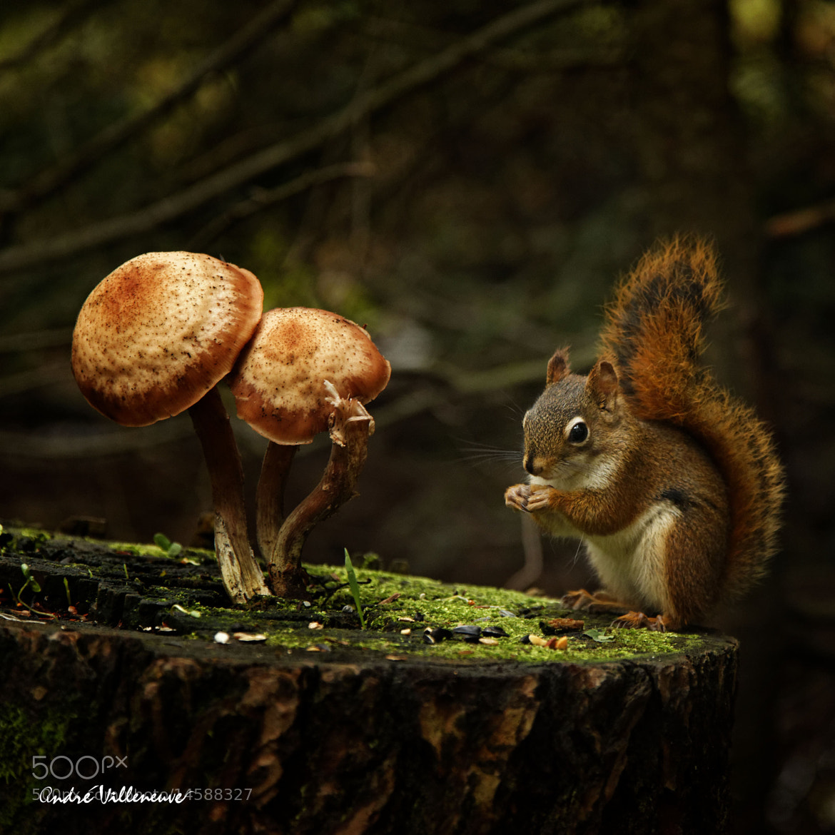 осень белка. природа и животные. белки едят грибы. белка ест грибы. осень белка грибы.