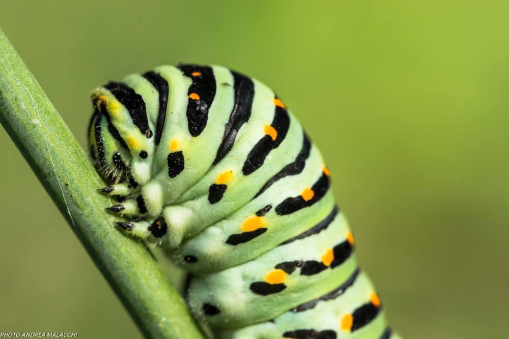 macro photo by Andrea Malacchi on 500px.com