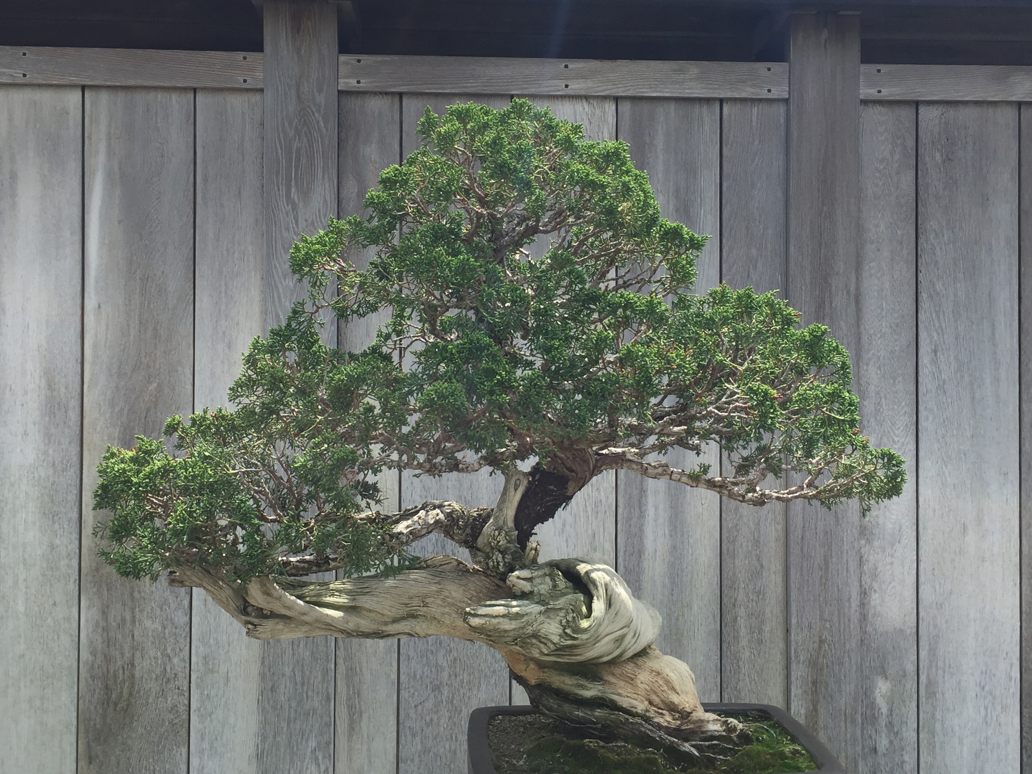 Creative Bonsai Tree at Japanese Garden