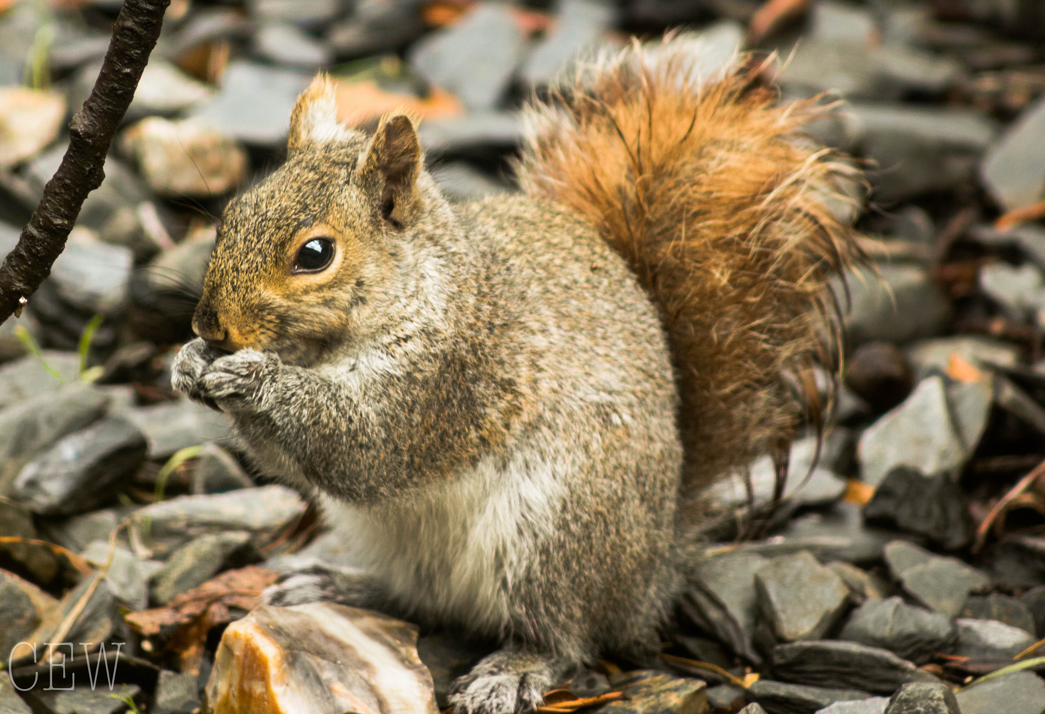 Canon EOS 760D (EOS Rebel T6s / EOS 8000D) + EF75-300mm f/4-5.6 sample photo. Gray squirrel with red tail photography