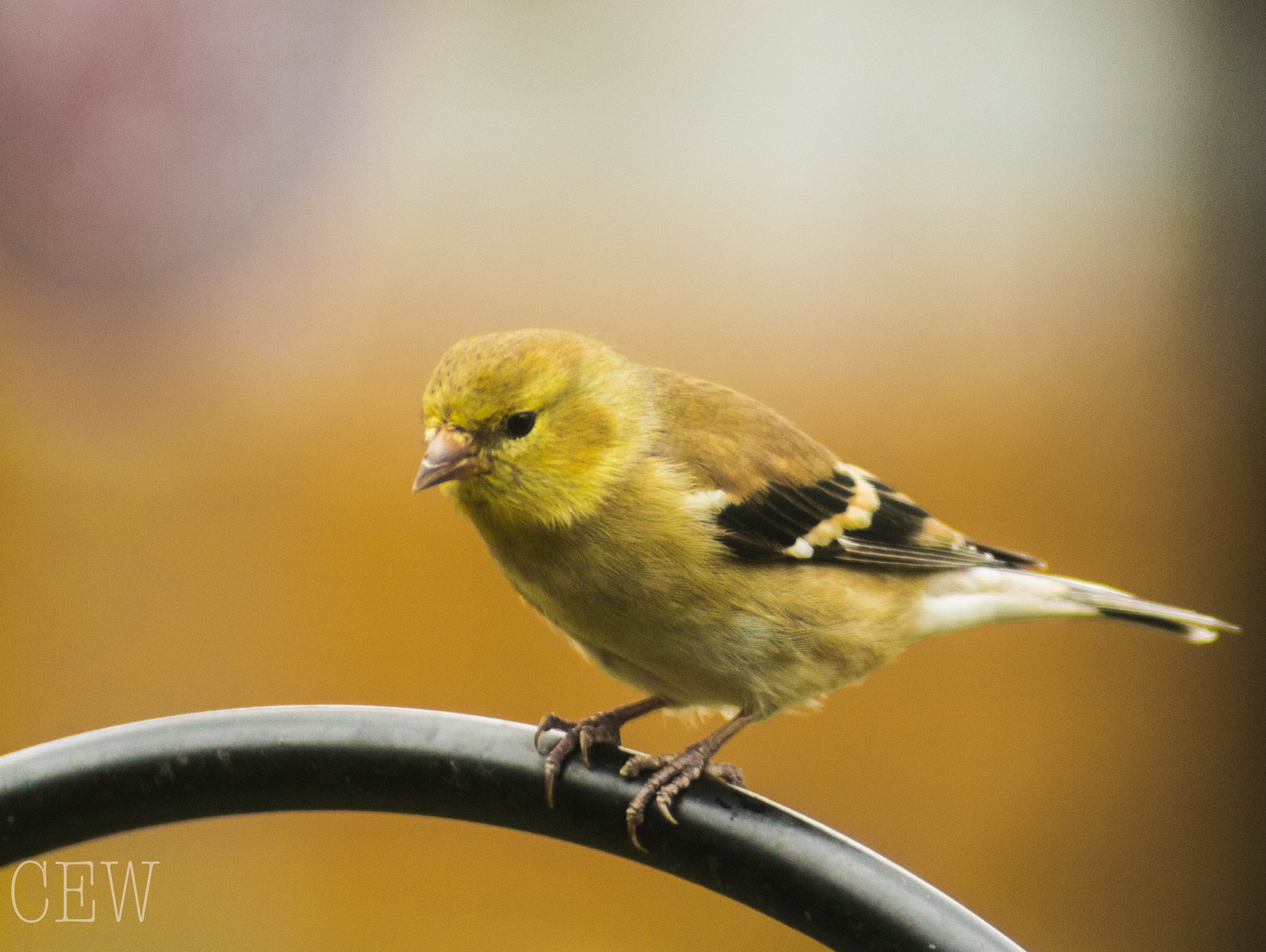 Canon EOS 760D (EOS Rebel T6s / EOS 8000D) + EF75-300mm f/4-5.6 sample photo. American gold finch photography