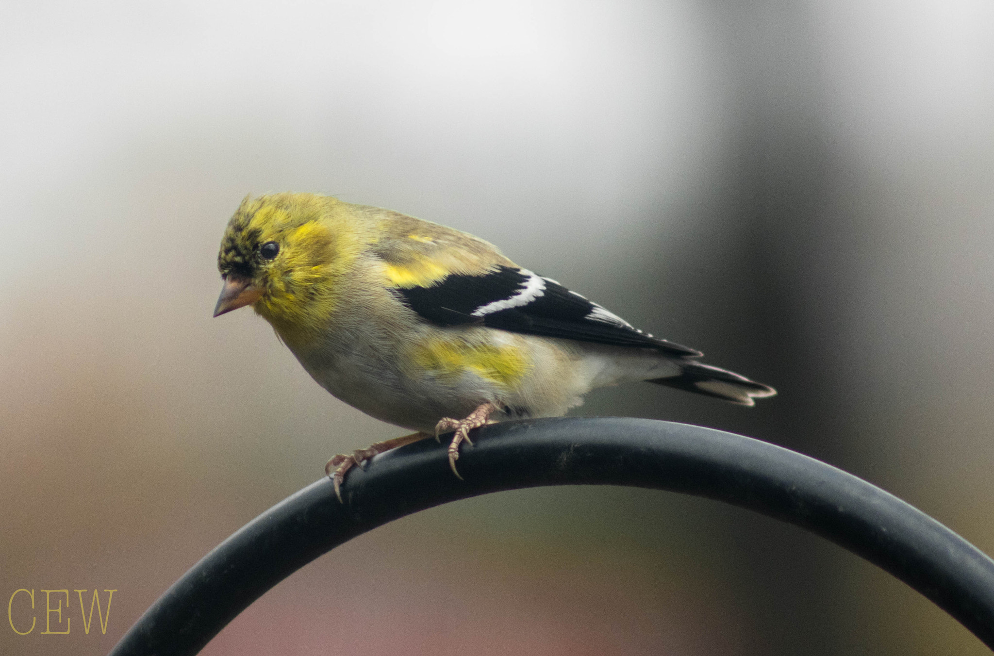 Canon EOS 760D (EOS Rebel T6s / EOS 8000D) + EF75-300mm f/4-5.6 sample photo. Male gold finch photography