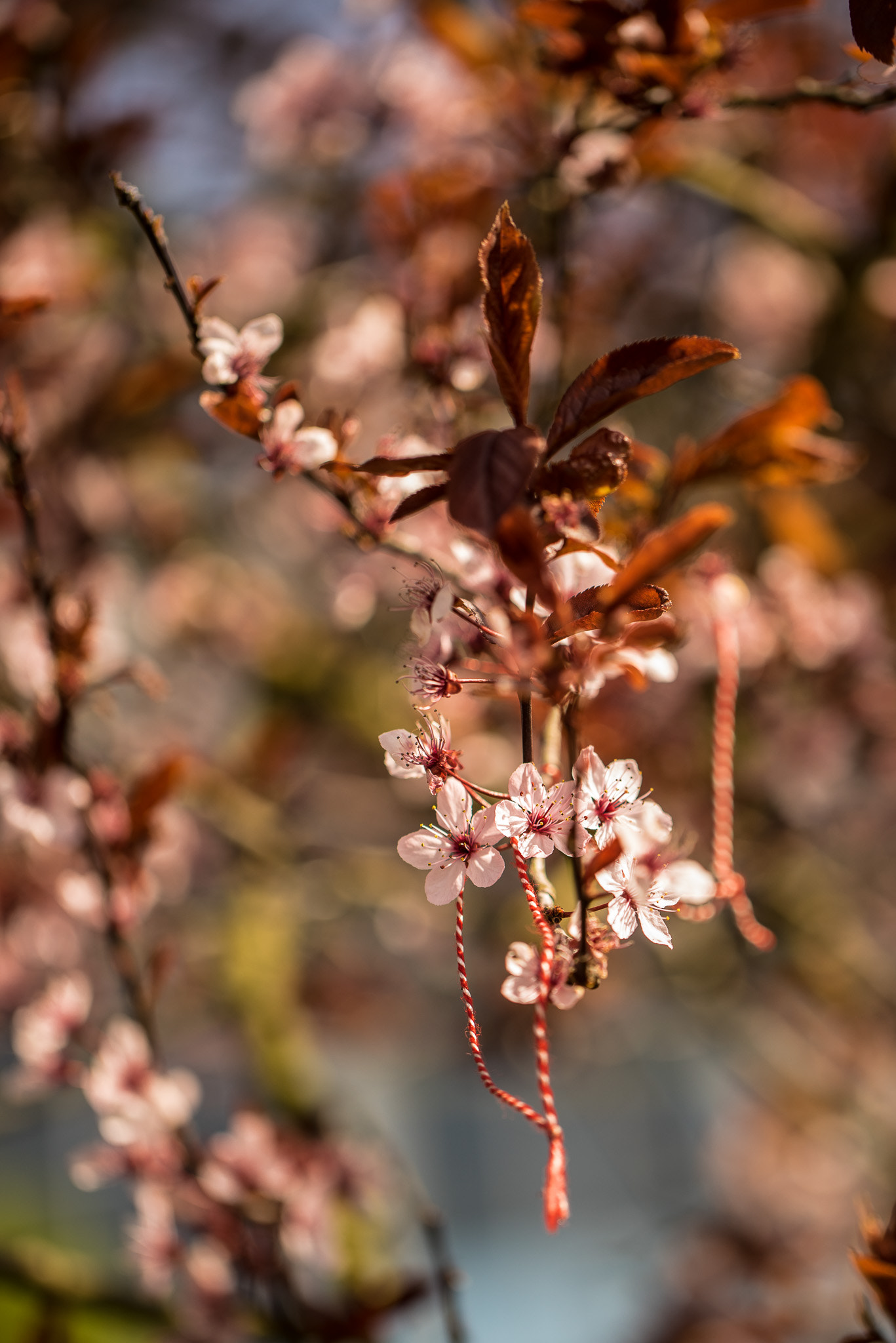 Sony a7R + Canon EF 100mm F2.8L Macro IS USM sample photo. Münster - springtime photography