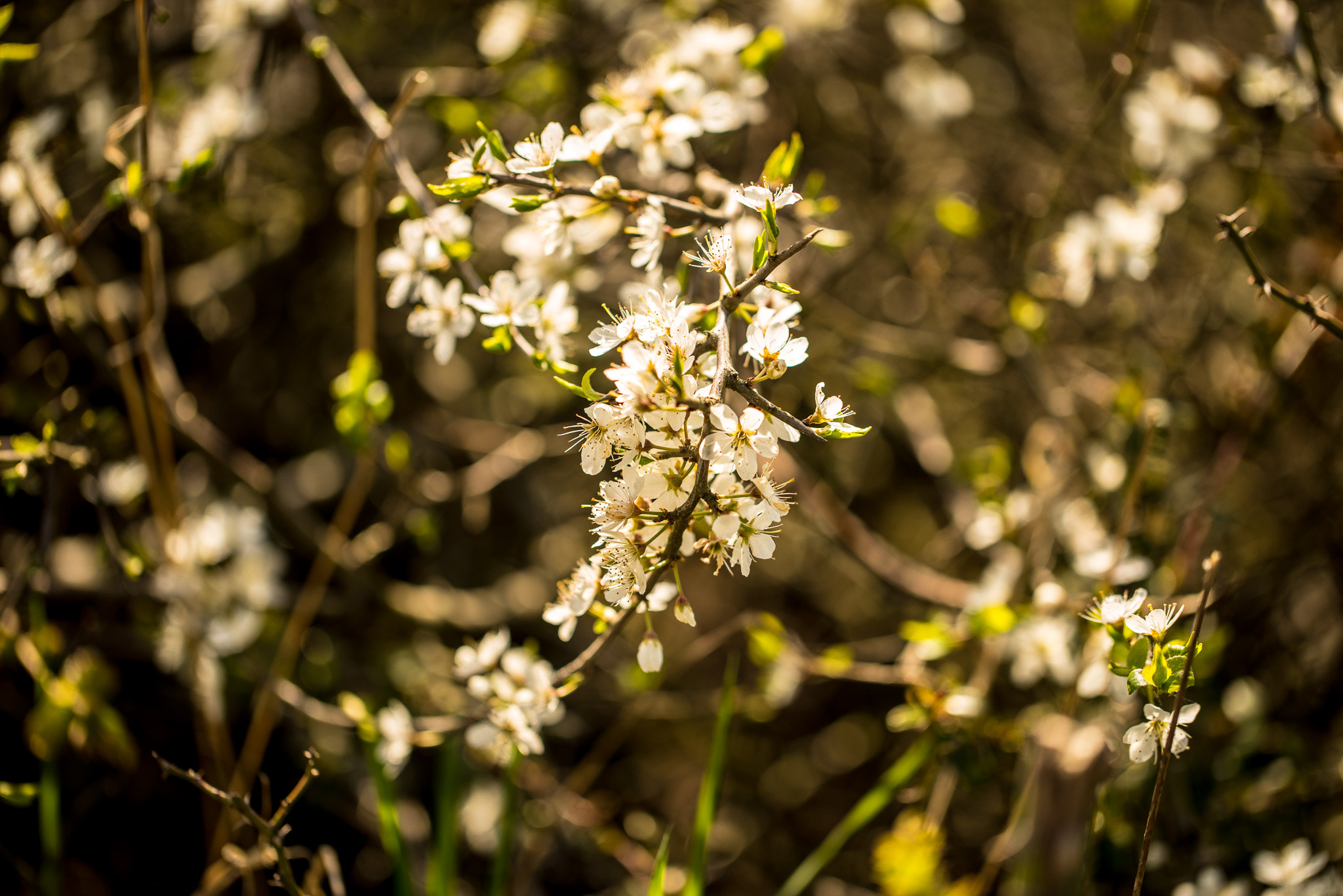 Sony a7R + Canon EF 100mm F2.8L Macro IS USM sample photo. Münster - springtime photography