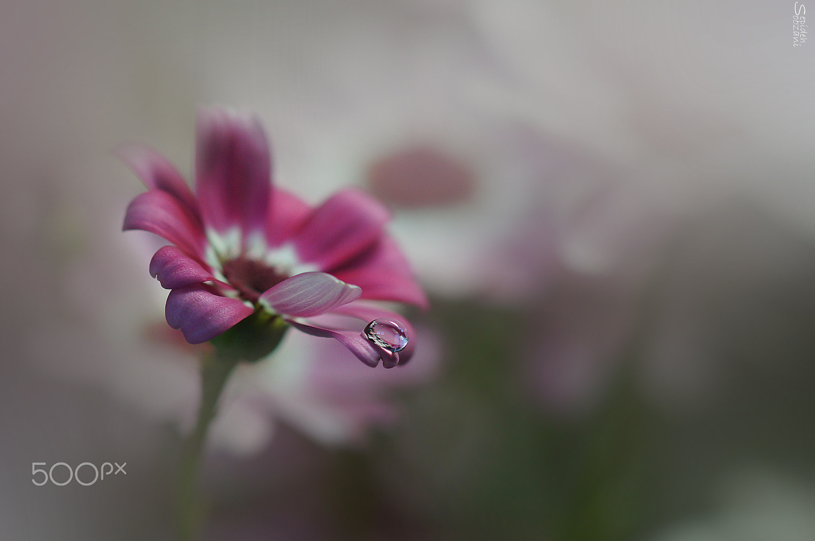 Sony SLT-A35 + Tamron SP AF 90mm F2.8 Di Macro sample photo. The silence of  a tear photography