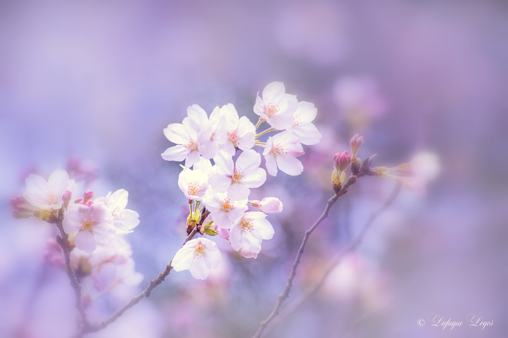 Smell Sweet Spring by Lafugue Logos on 500px.com
