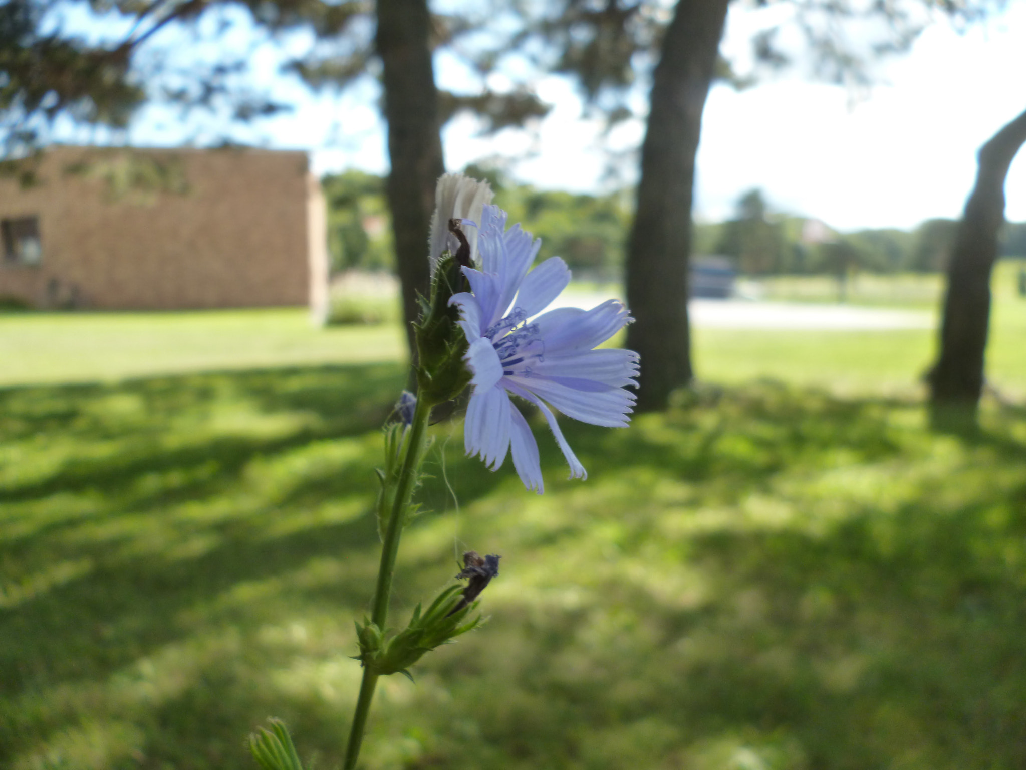 Panasonic DMC-FH2 sample photo. Purple flower photography