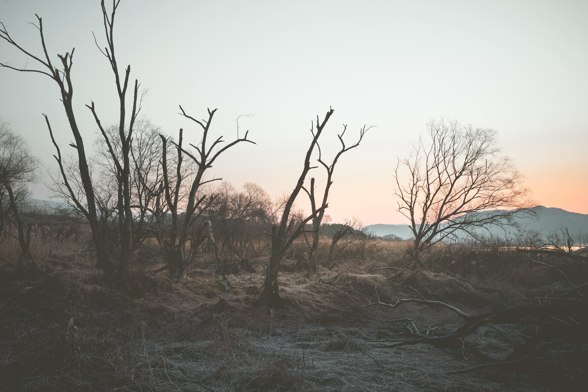 Sony a7 + ZEISS Batis 25mm F2 sample photo