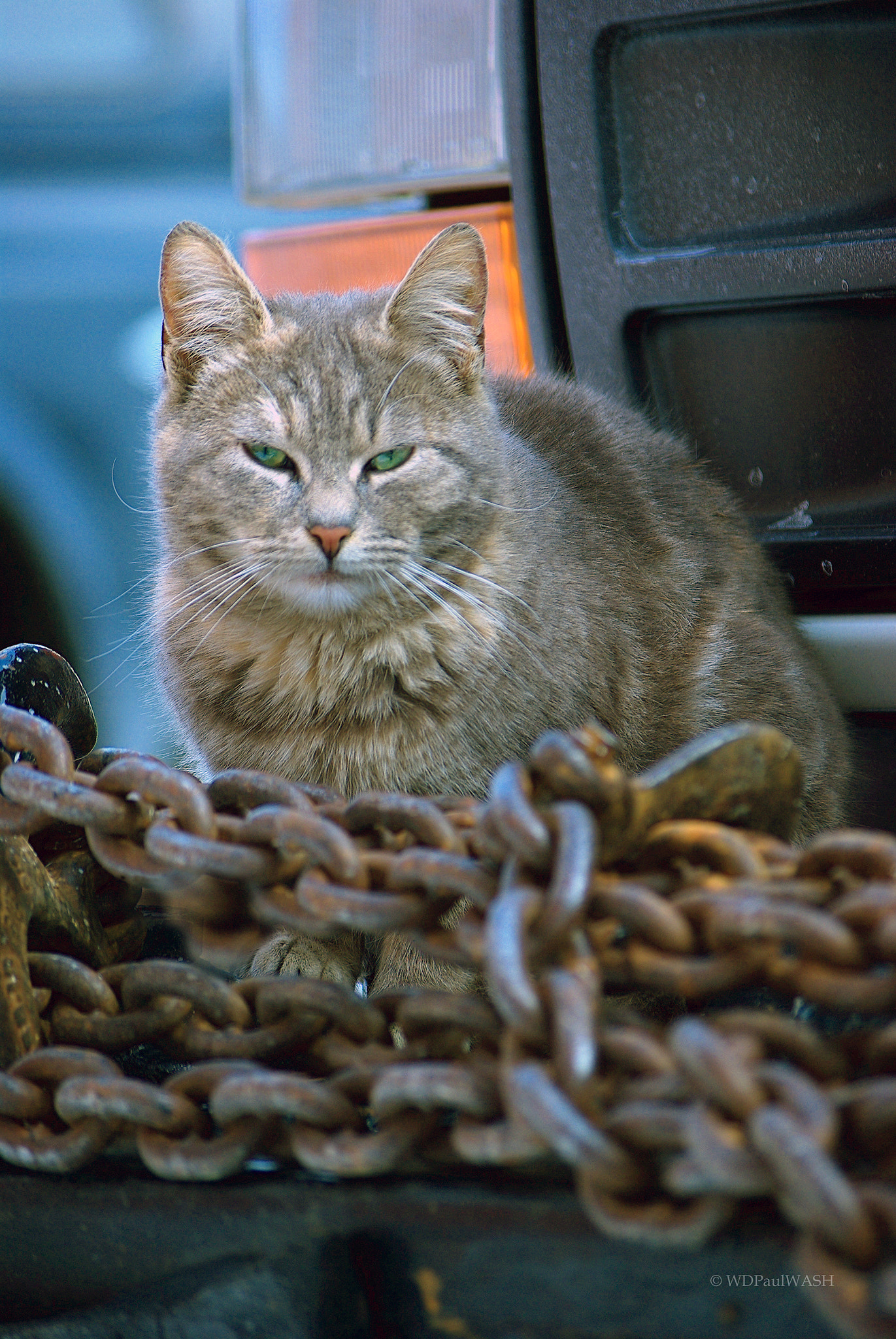 Pentax smc DA 50-200mm F4-5.6 ED sample photo. Diesel one tough kitty photography