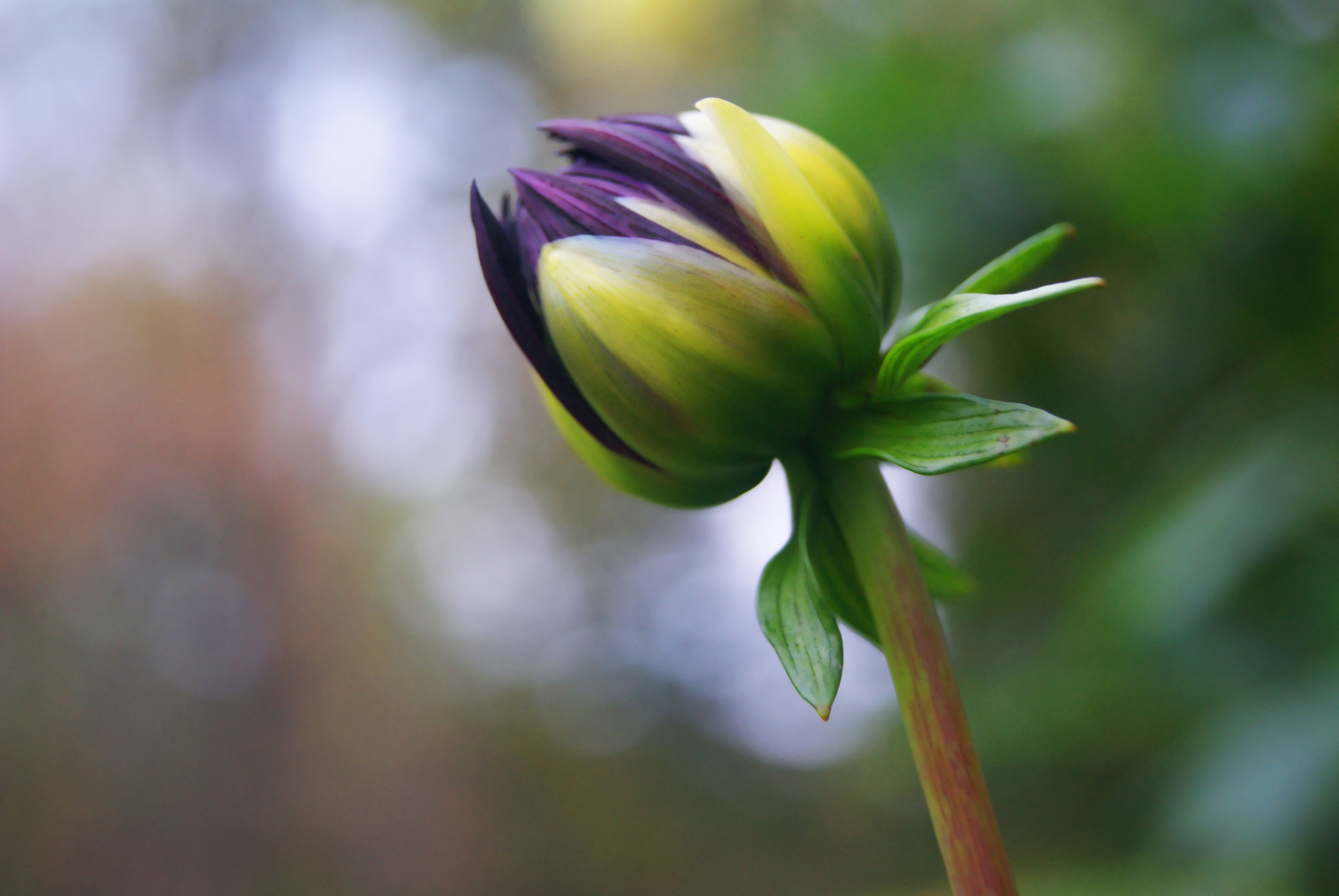 Deep Blooms