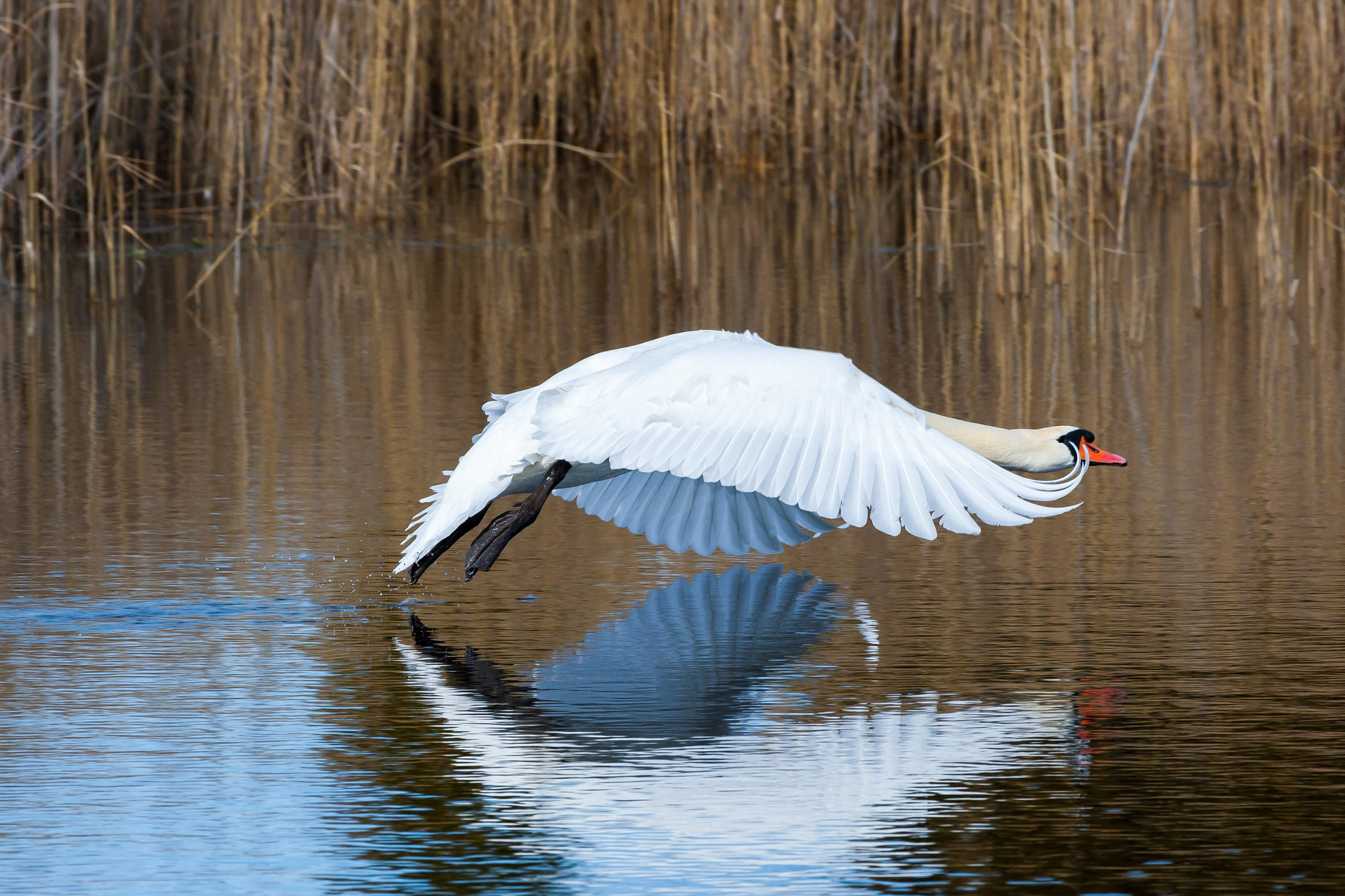 Canon EOS-1D Mark III sample photo. In motion photography