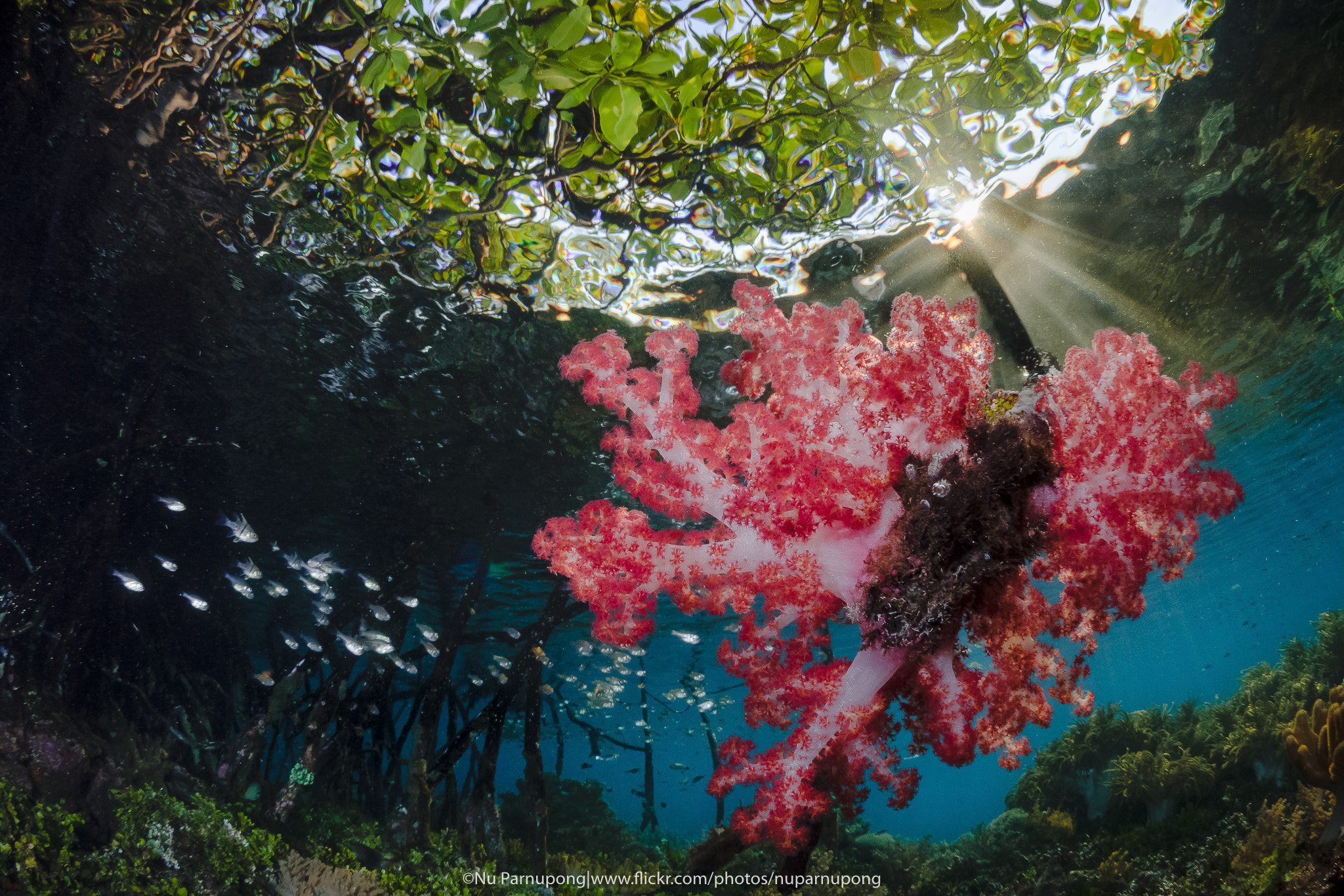 Panasonic Lumix DMC-GH4 + LUMIX G FISHEYE 8/F3.5 sample photo. The heart of the mangrove. photography