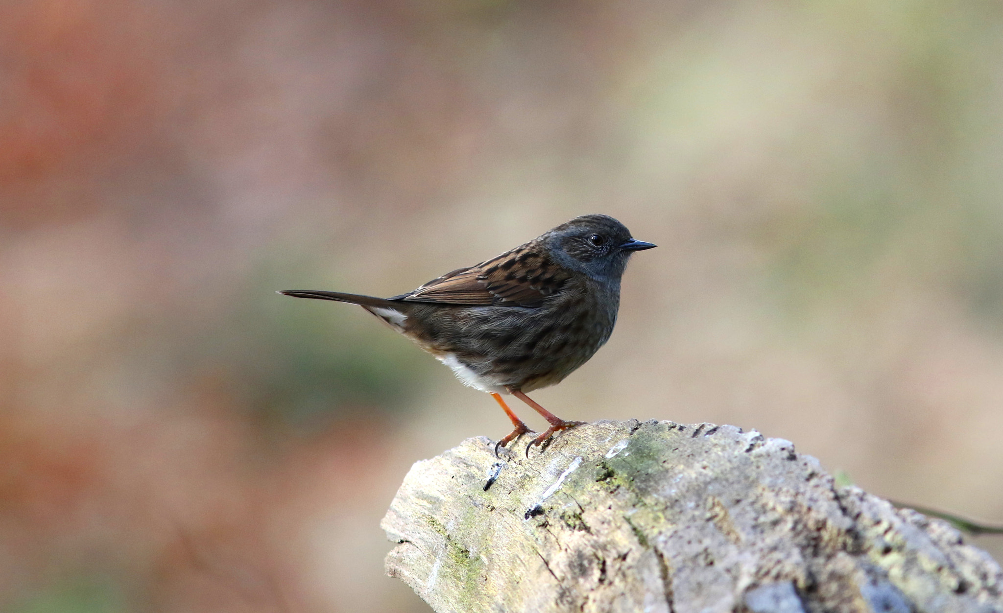 Canon EF 300mm F4L IS USM sample photo. Dunnock photography