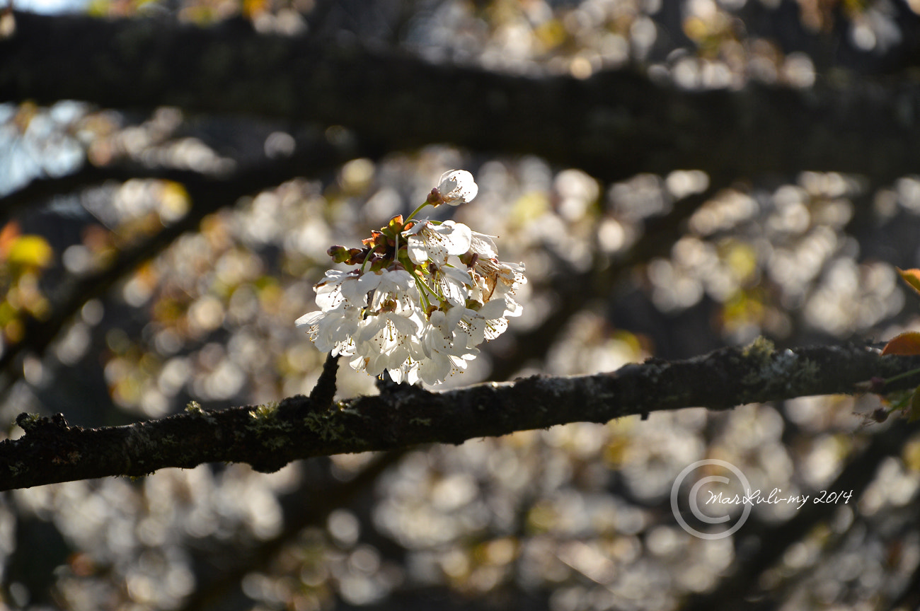 AF Zoom-Nikkor 35-135mm f/3.5-4.5 N sample photo. Apple blossom photography
