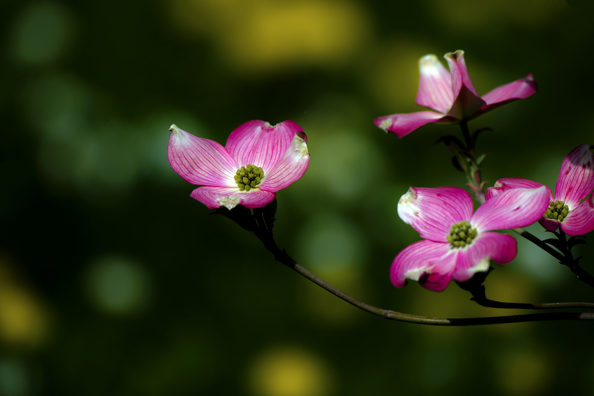 Nikon D600 sample photo. Pink elegance photography