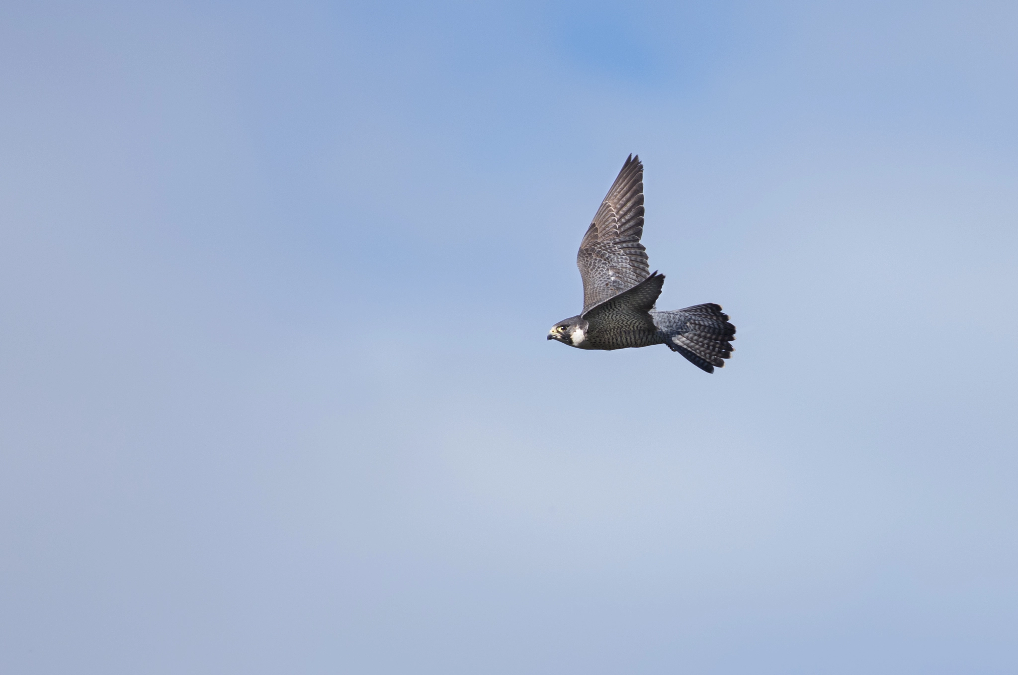 Pentax smc DA* 300mm F4.0 ED (IF) SDM sample photo. Slechtvalk photography