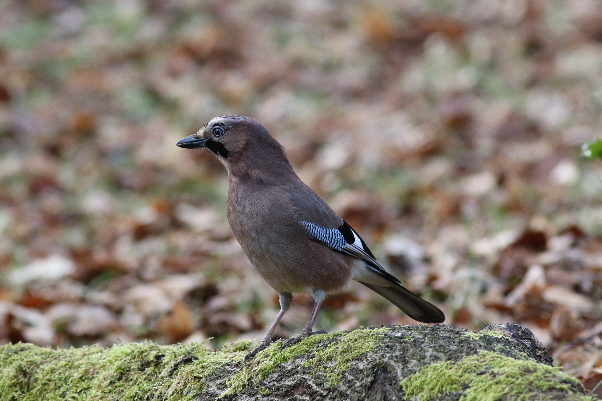 Canon EF 300mm F4L IS USM sample photo. Jay photography