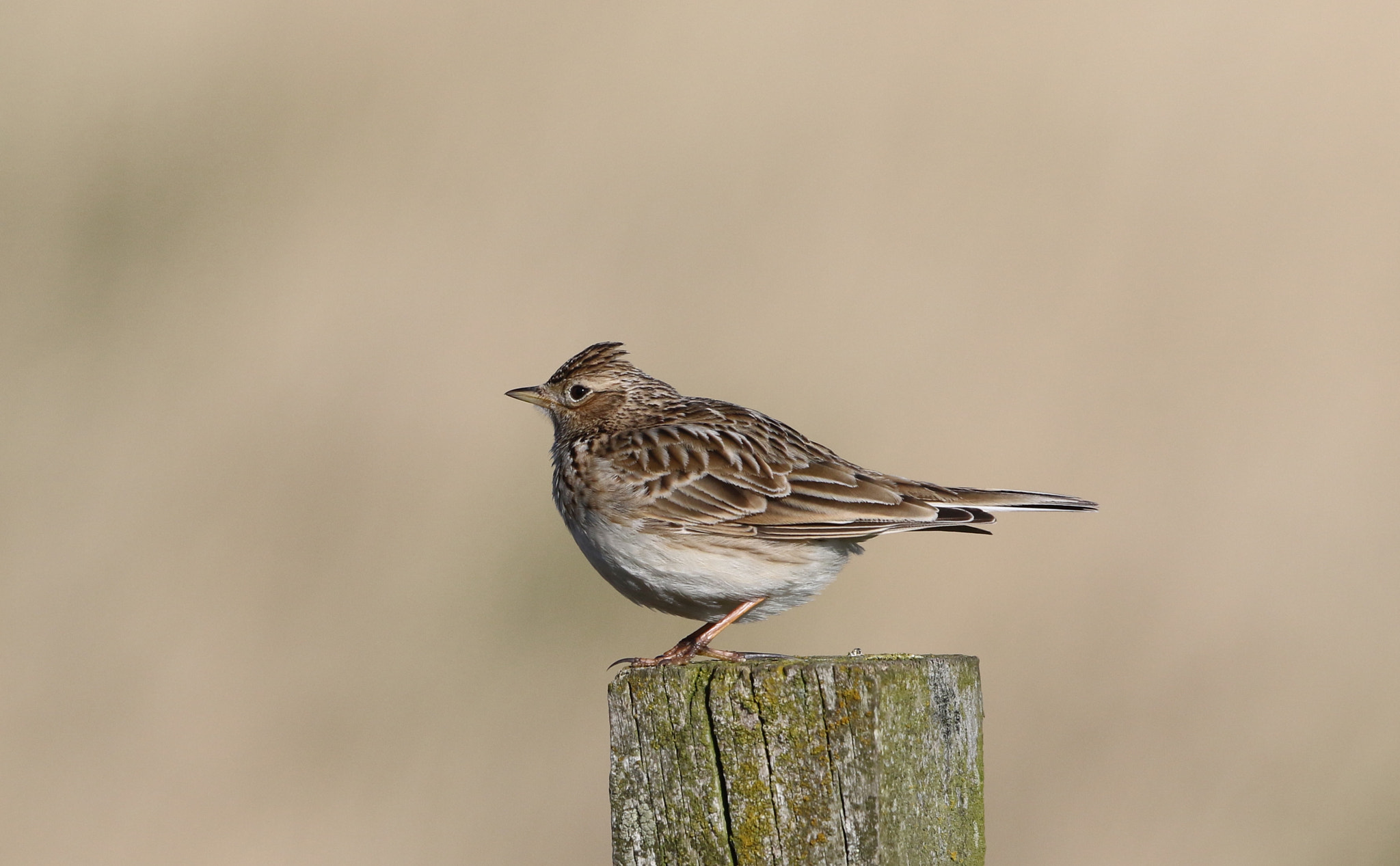 Canon EF 500mm F4L IS II USM sample photo. Skylark photography