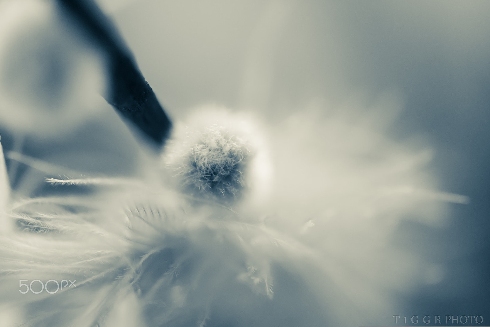 Samsung NX30 + Samsung NX 60mm F2.8 Macro ED OIS SSA sample photo. Falling in to softness photography