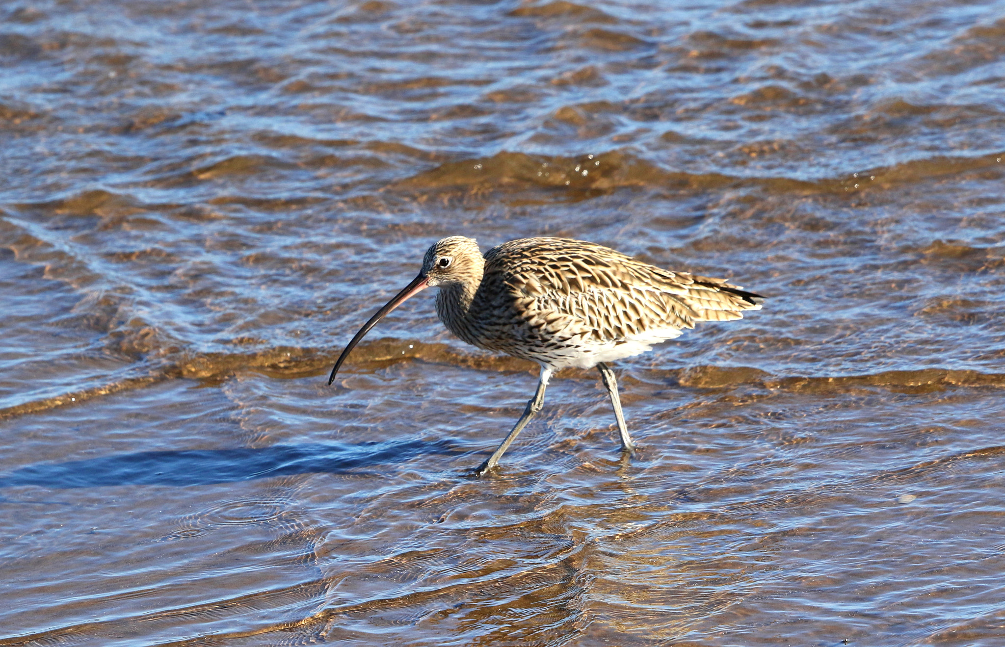 Canon EF 500mm F4L IS II USM sample photo. Curlew photography