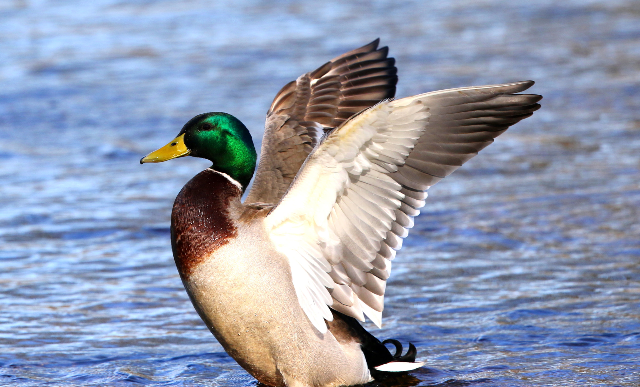 Canon EF 500mm F4L IS II USM sample photo. Mallard duck photography