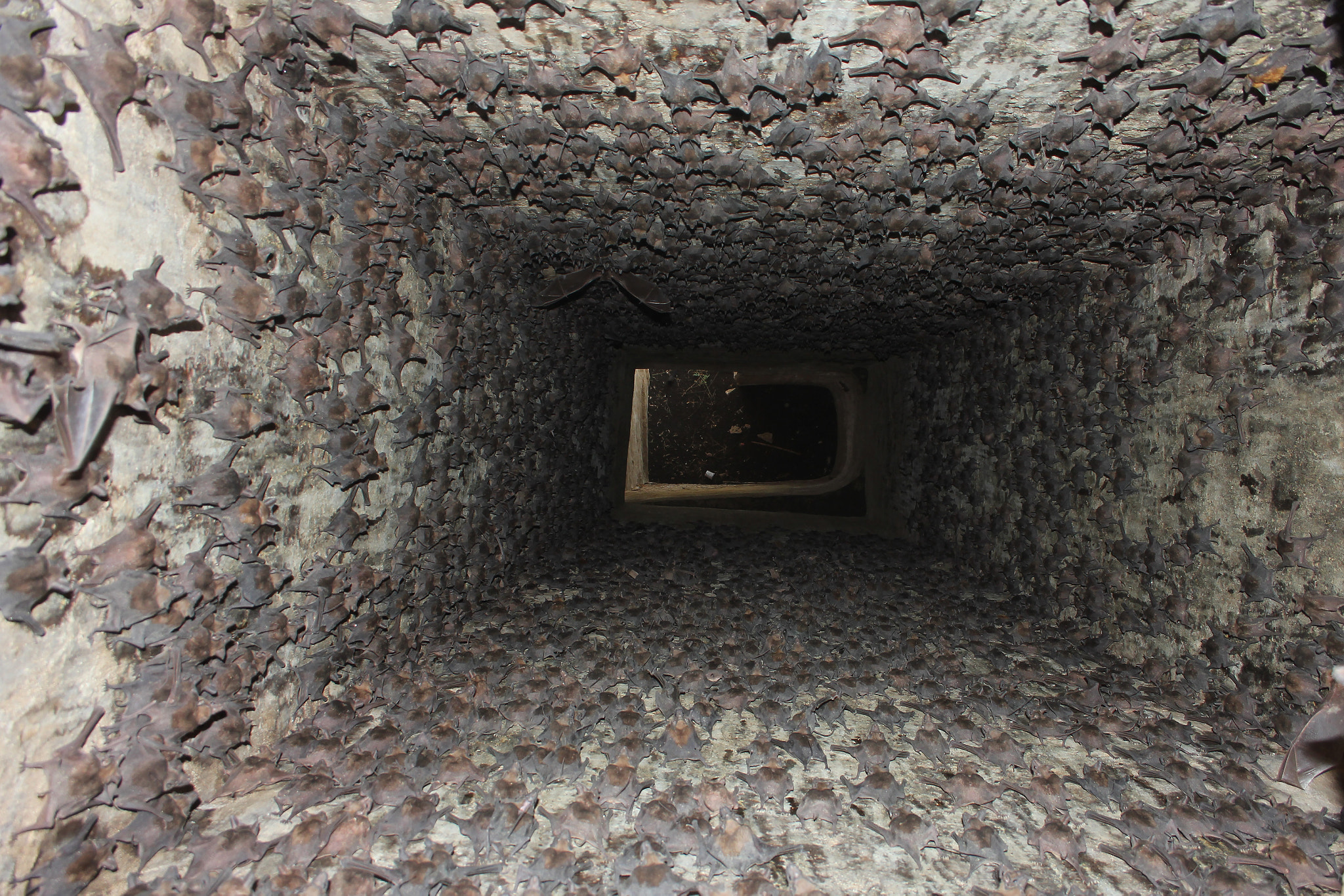 Canon EF-S 18-55mm F3.5-5.6 sample photo. Thousands of mouse tailed bat photography