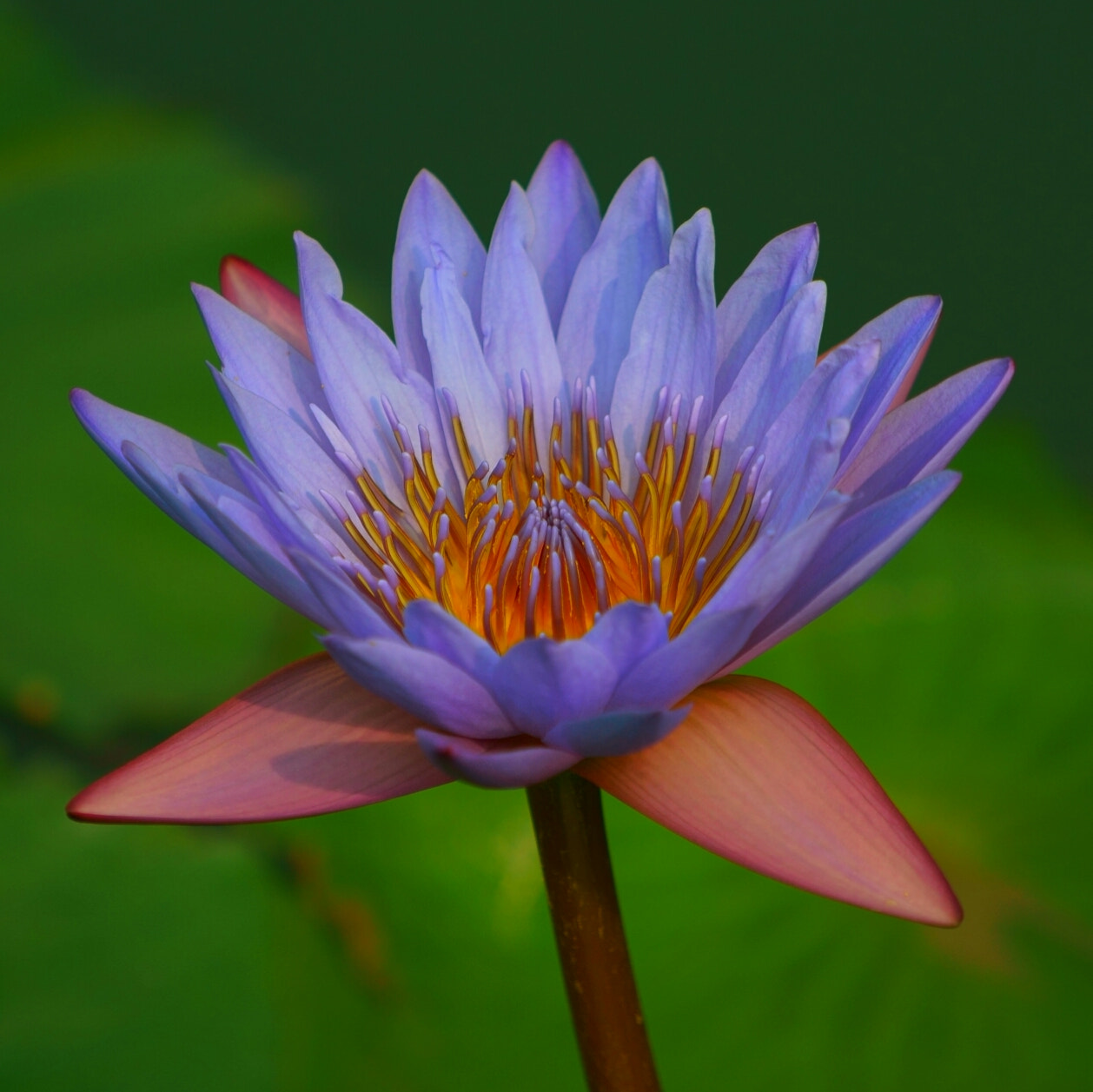 Sony a7 + Sony FE 70-200mm F4 G OSS sample photo. Water lily 1 photography