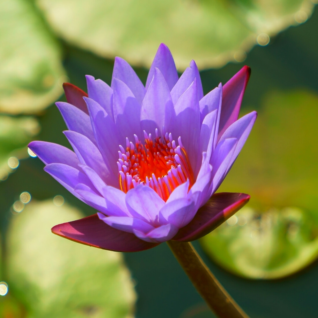 Sony a7 + Sony FE 70-200mm F4 G OSS sample photo. Water lily 2 photography