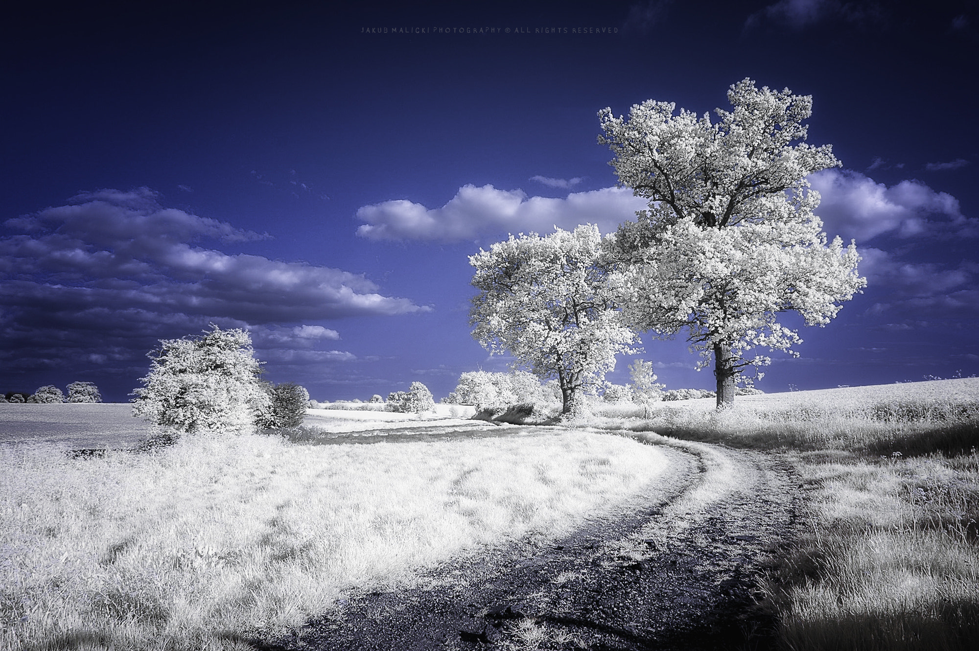Nikon D70 sample photo. Ir in essex photography