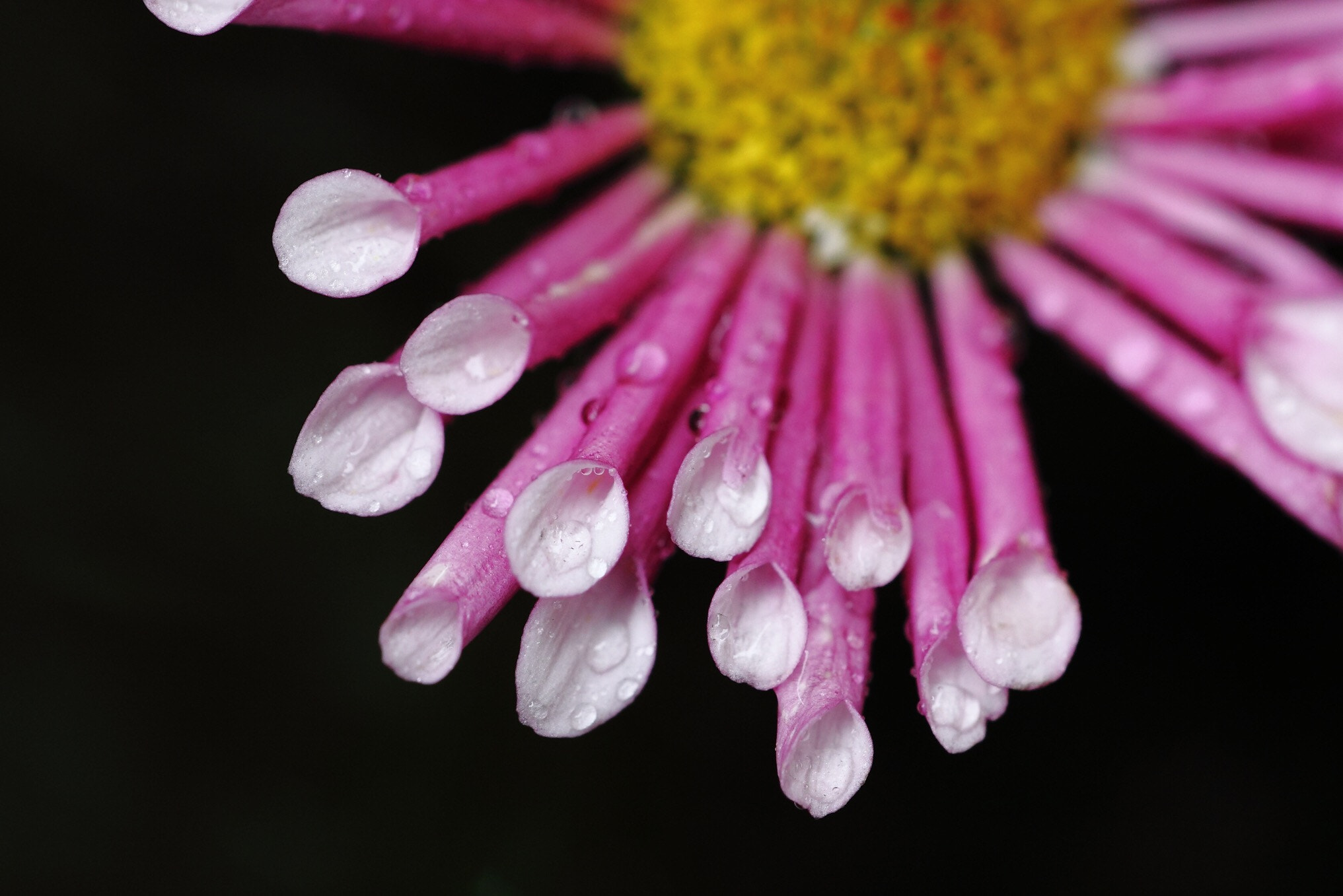 Canon EF 70-200mm F4L USM sample photo. Chrysanthemum photography