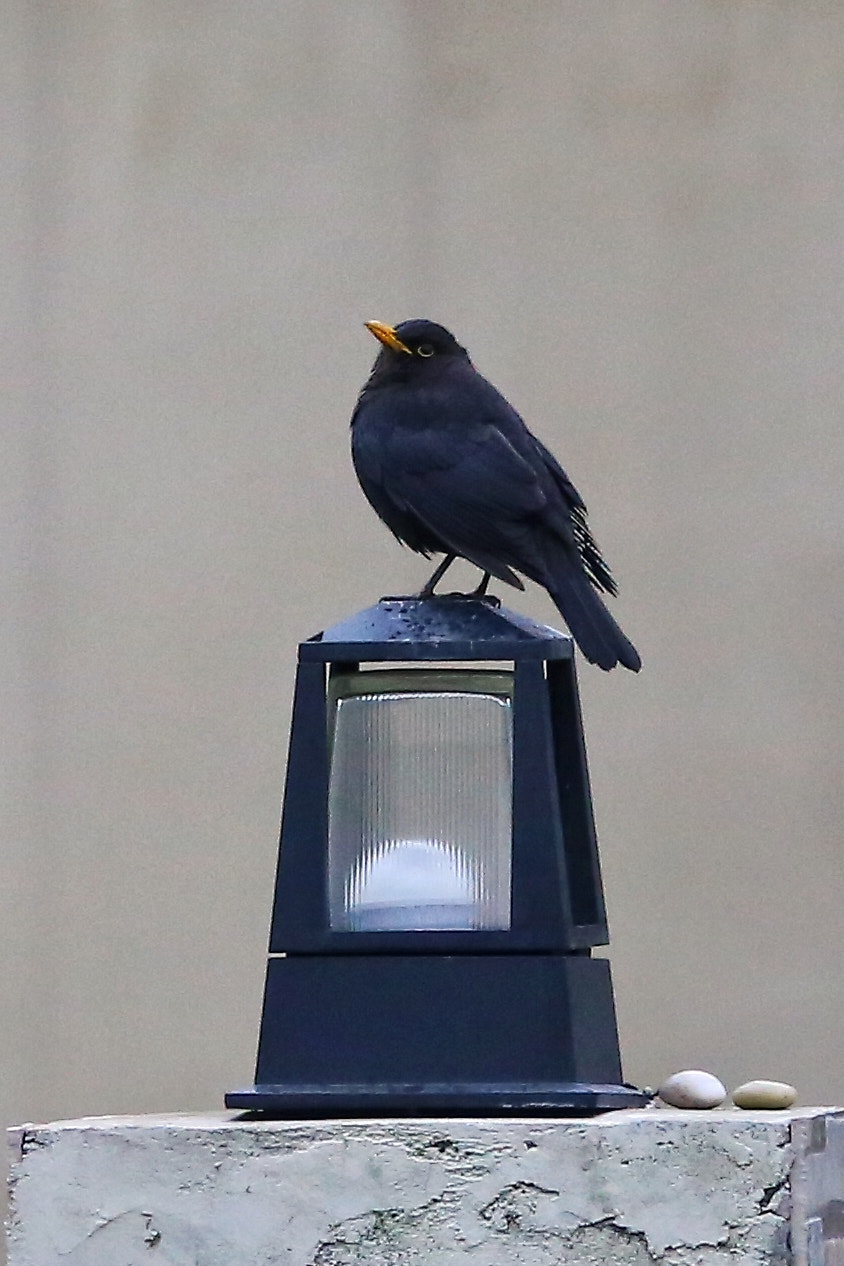 Canon EF 70-300mm F4-5.6L IS USM sample photo